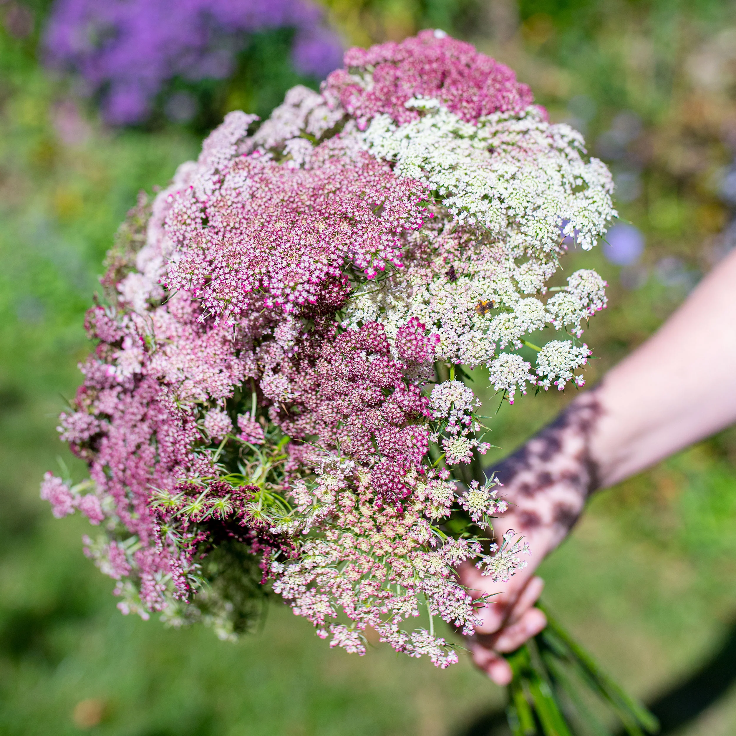 Queen Anne's Lace 'Dara' - S2 - Image 4