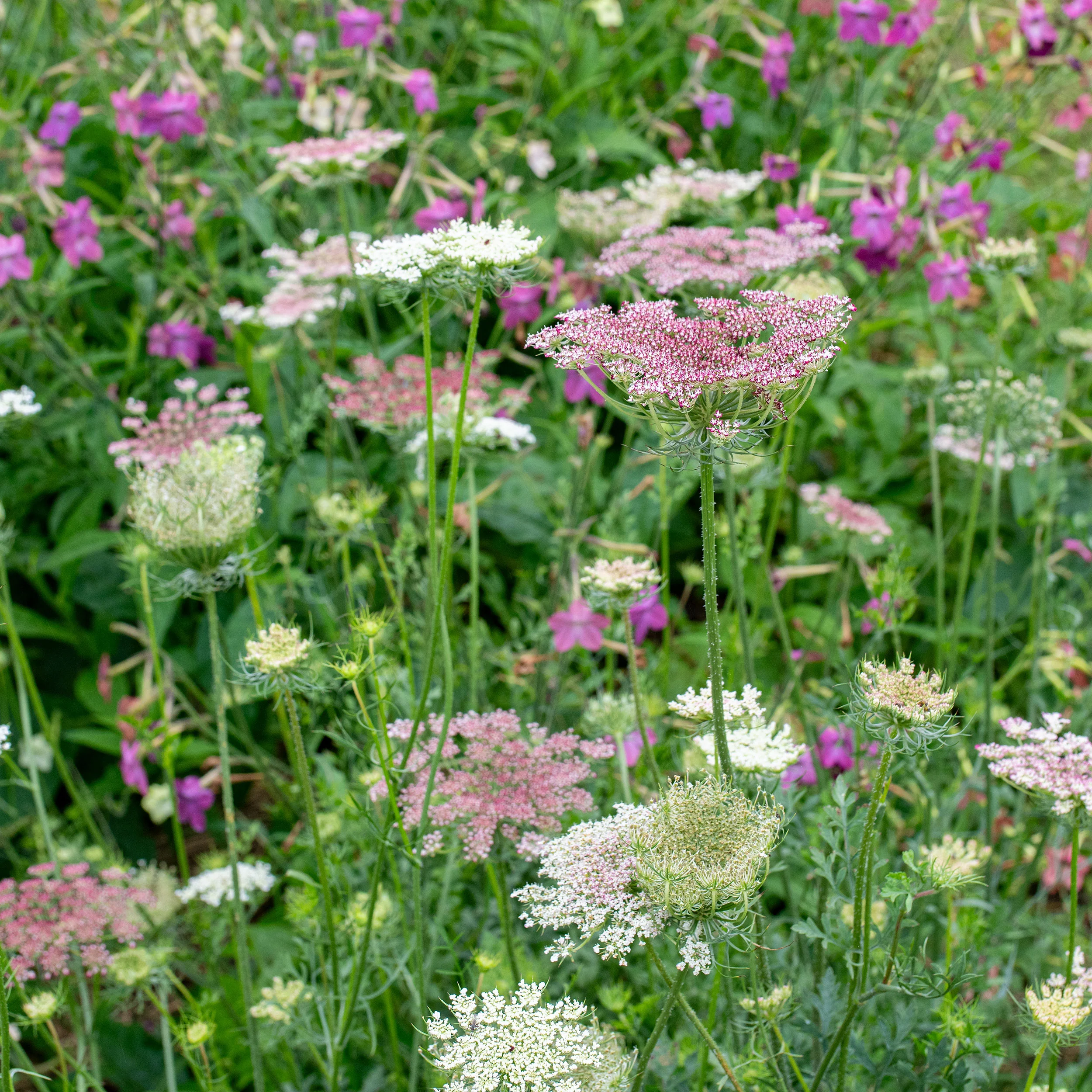 Queen Anne's Lace 'Dara' - S2 - Image 2