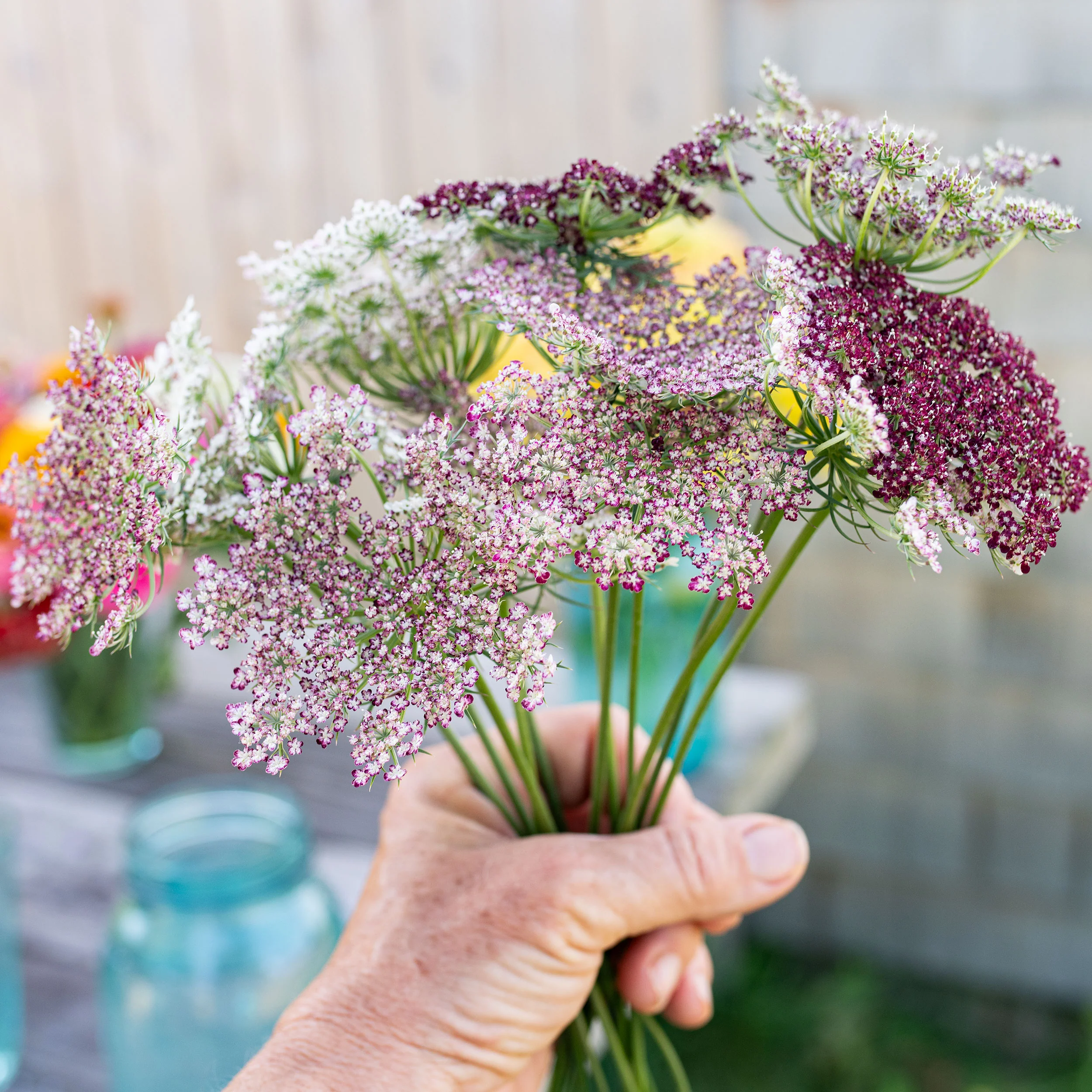 Queen Anne's Lace 'Dara' - S2 - Image 3