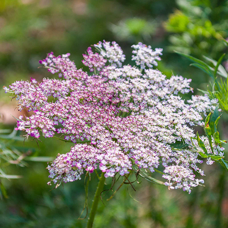 Queen Anne's Lace 'Dara' - Image 4