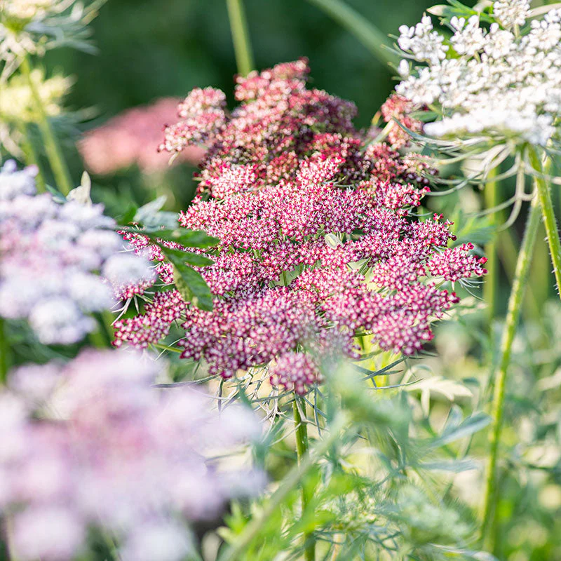 Queen Anne's Lace 'Dara' - Image 5