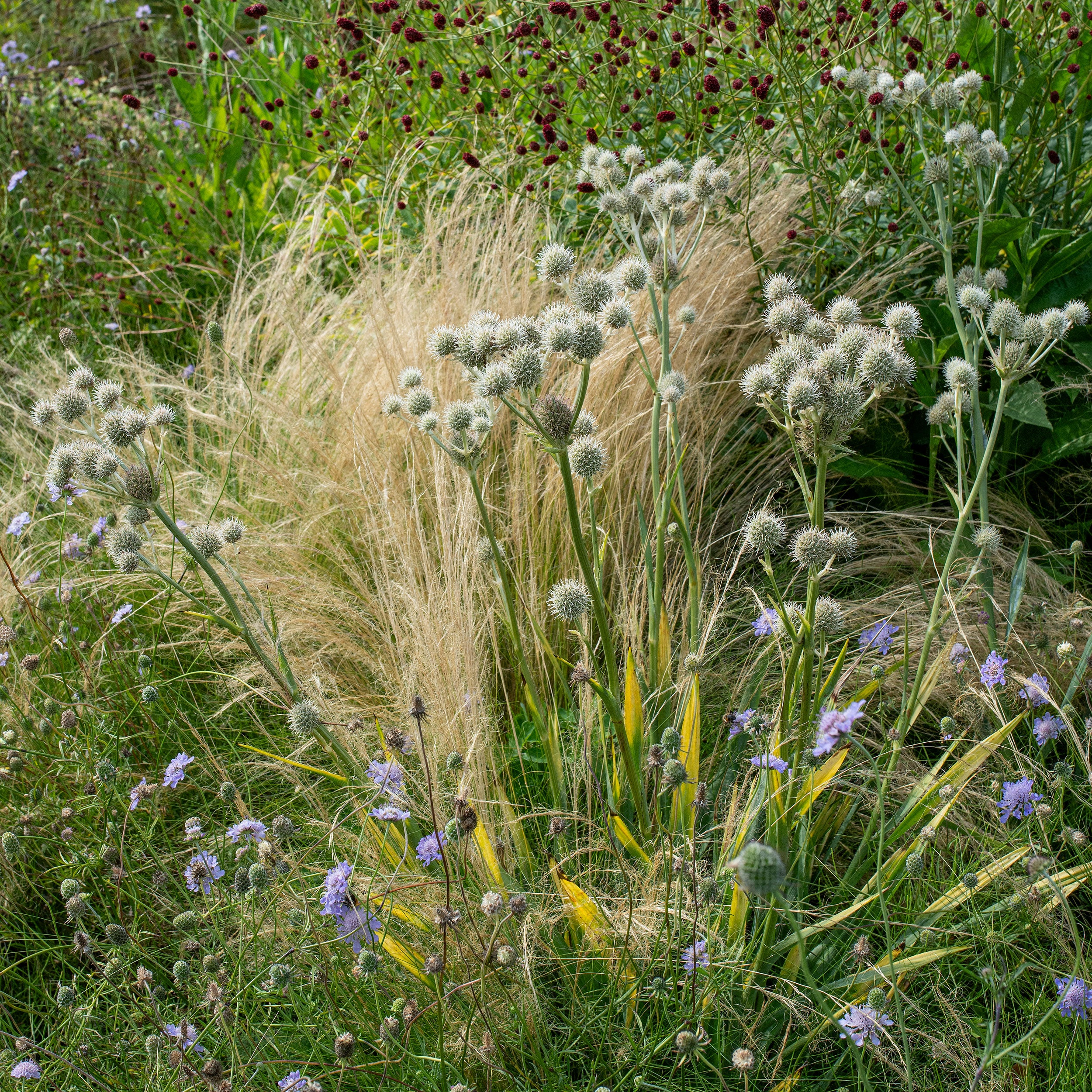 Rattlesnake Master - Image 2