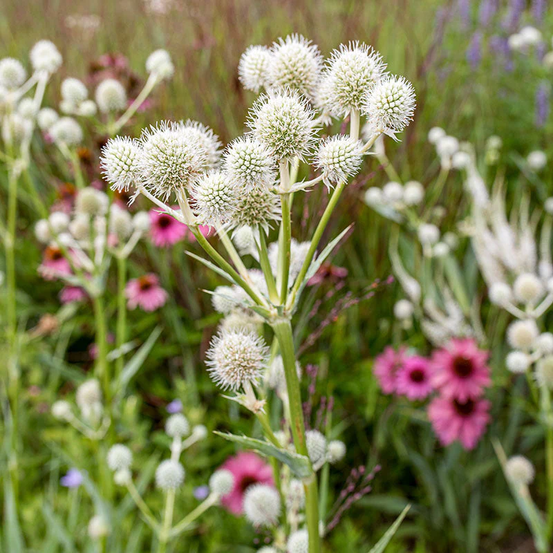 Rattlesnake Master - Image 3