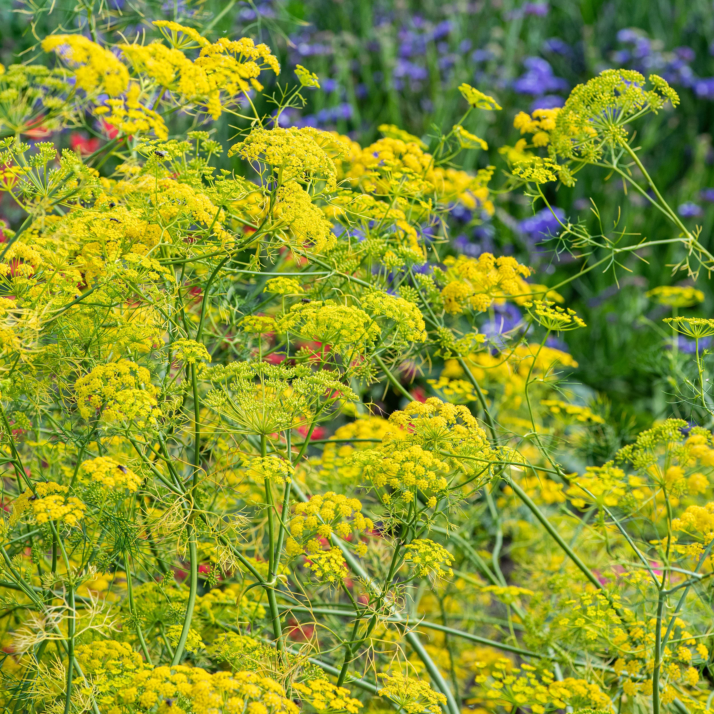 Ridolfia 'Goldspray' - Image 2