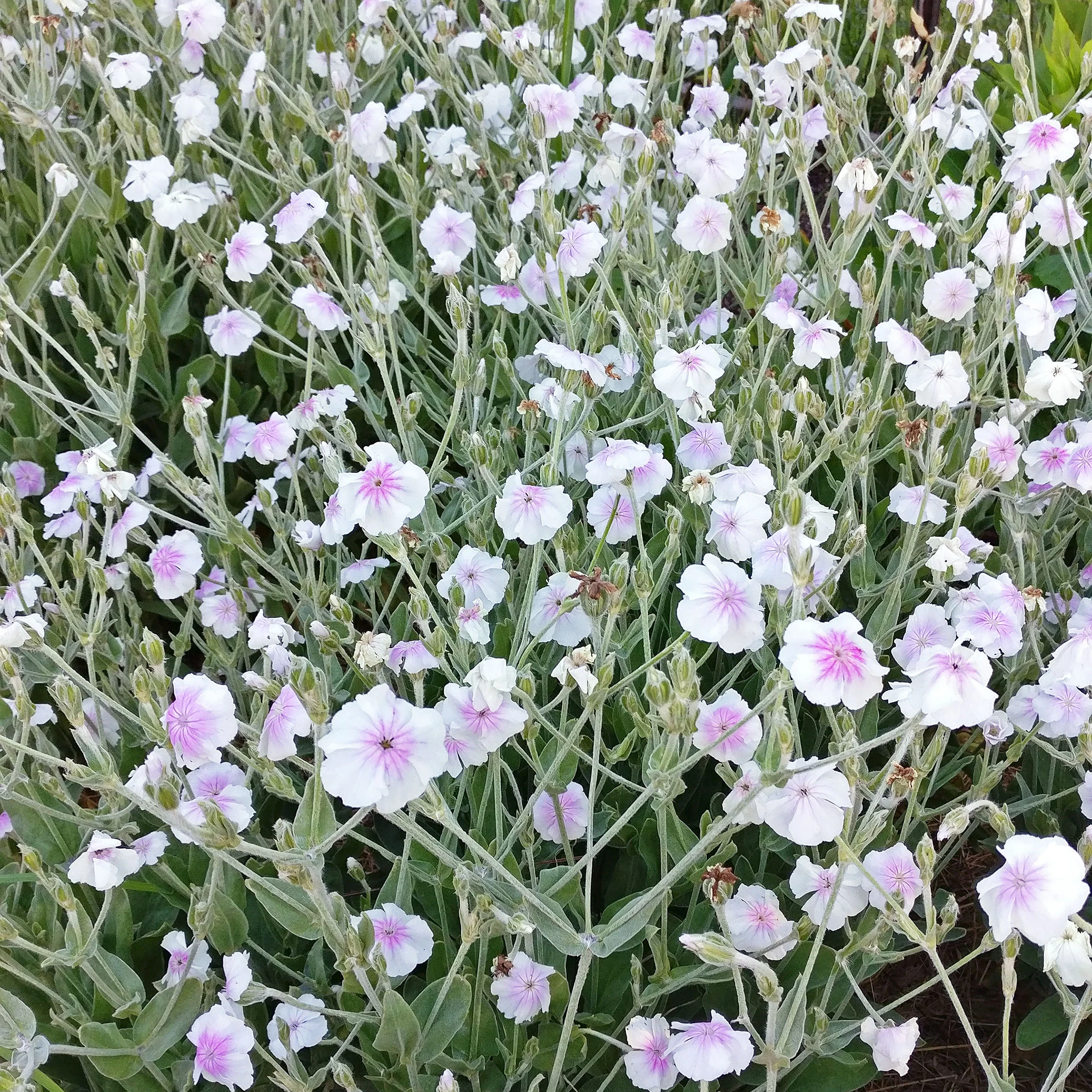 Rose Campion 'Angel's Blush' - Image 2