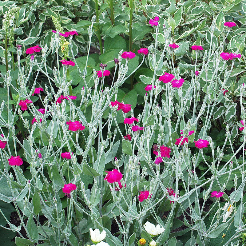 Rose Campion - Image 2