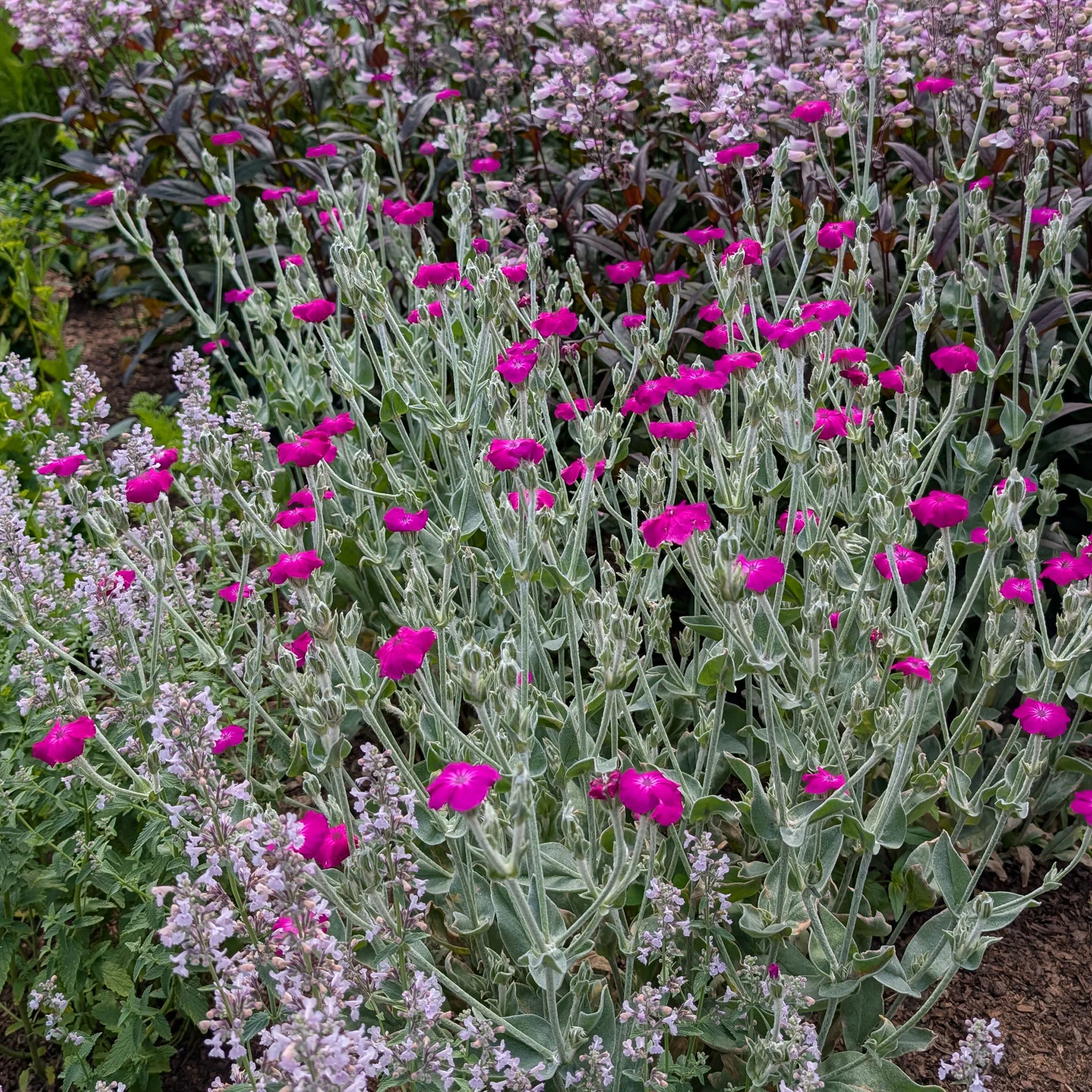Rose Campion - Image 3