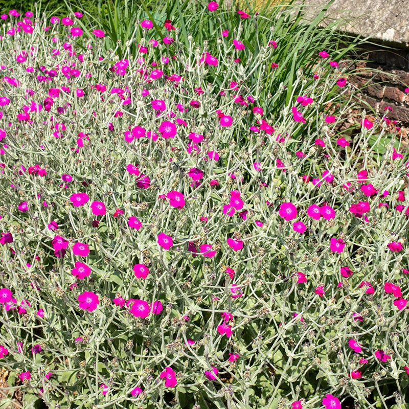 Rose Campion - Image 4