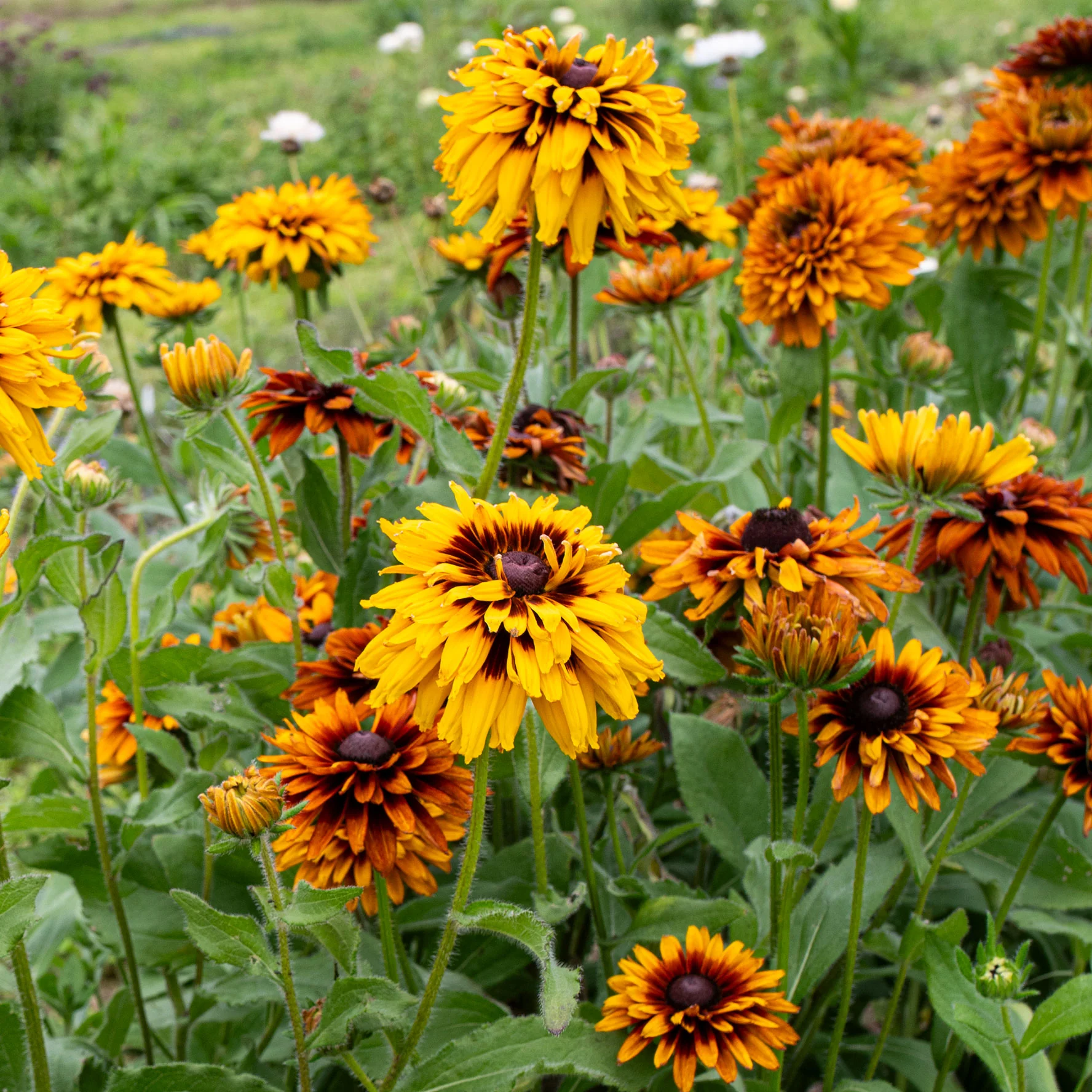 Rudbeckia 'Cherokee Sunset' - Image 3