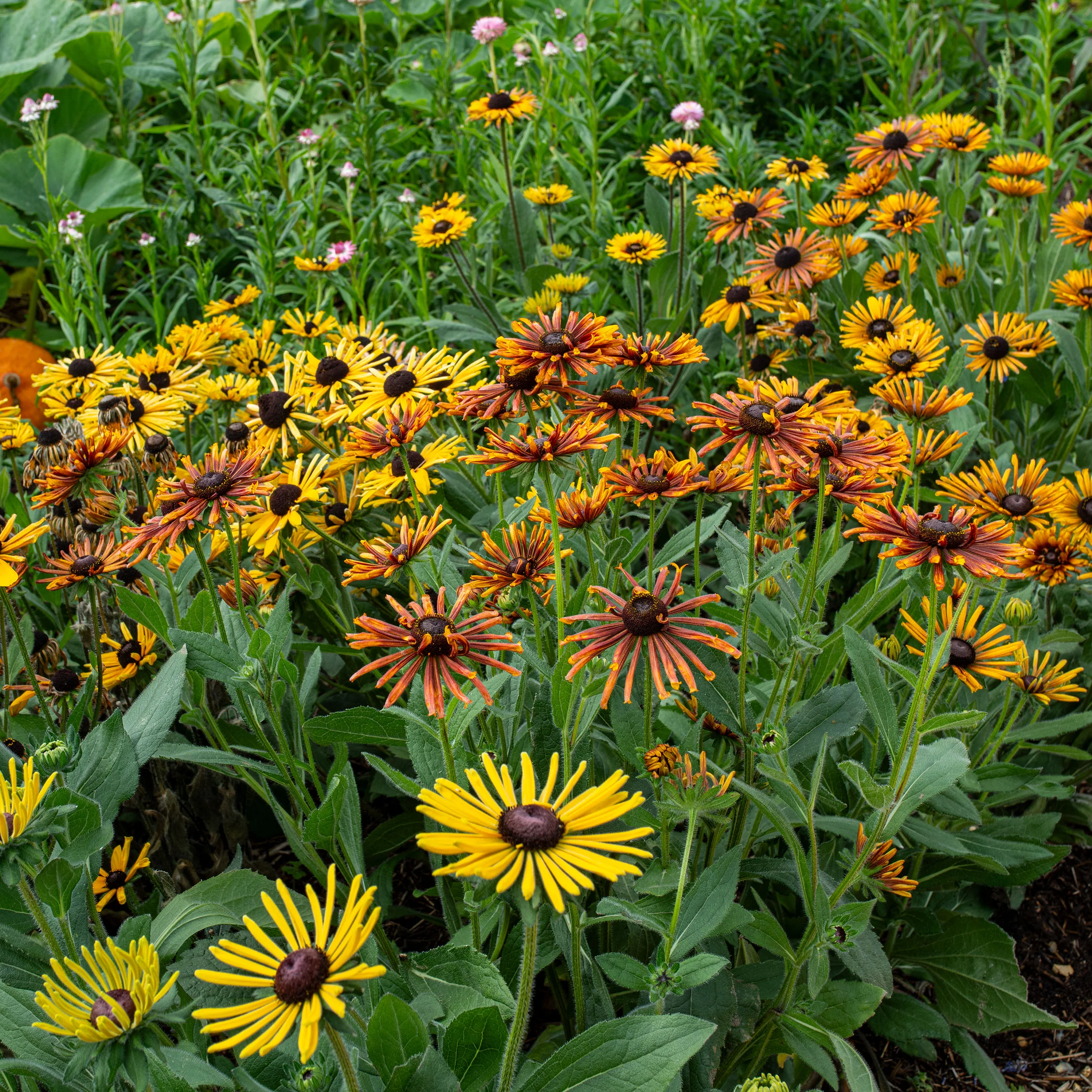 Rudbeckia 'Chim Chiminee' - Image 2
