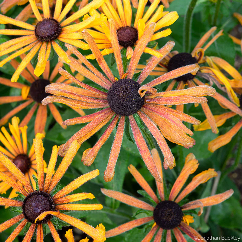 Rudbeckia 'Chim Chiminee' - Image 3