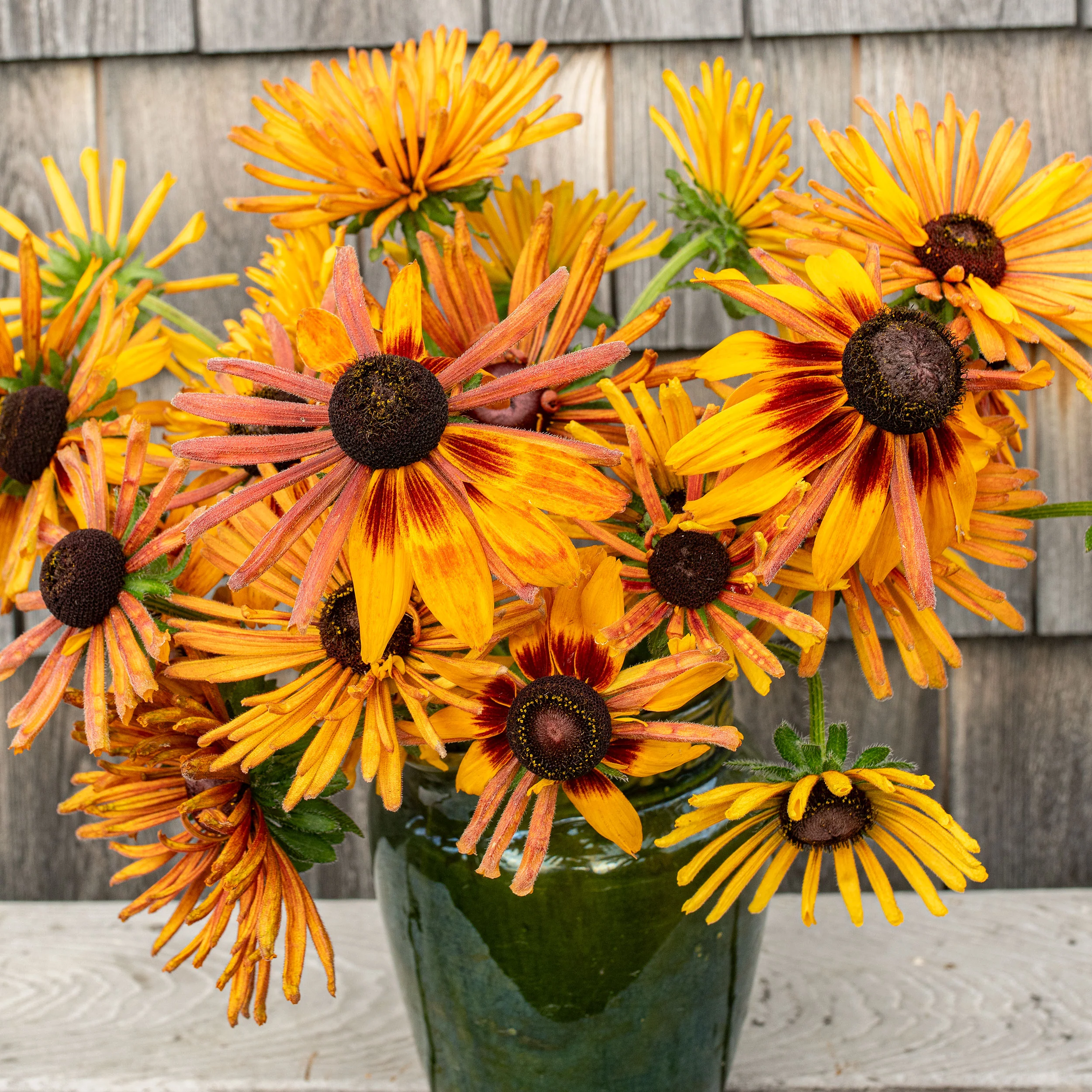 Rudbeckia 'Chim Chiminee' - Image 4