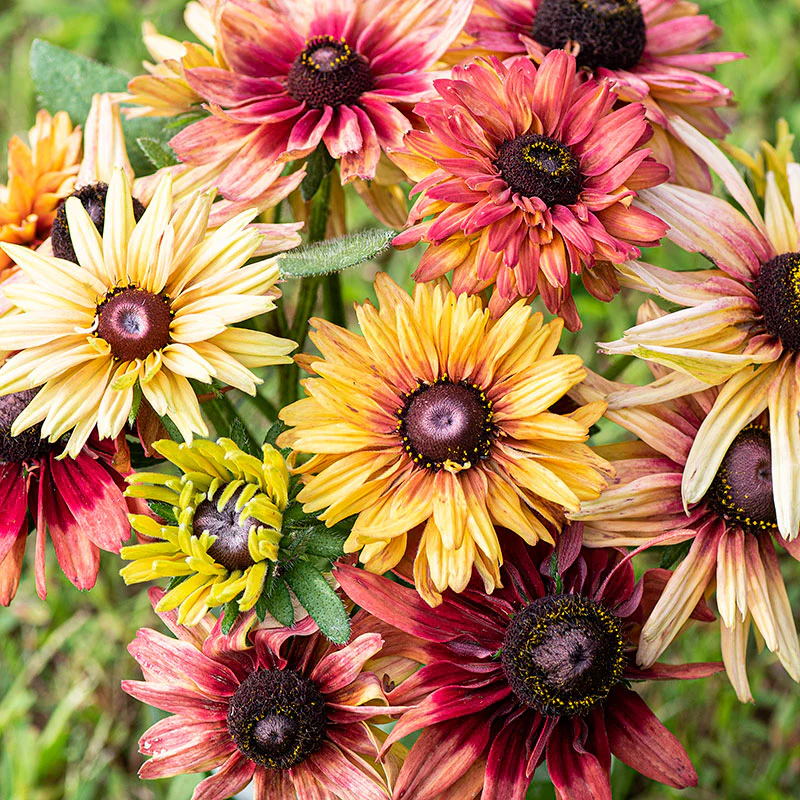 Rudbeckia 'Sahara' - Image 2