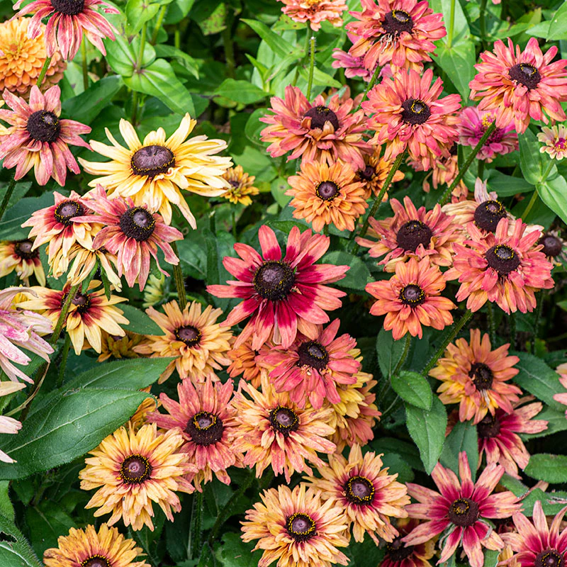 Rudbeckia 'Sahara' - Image 3