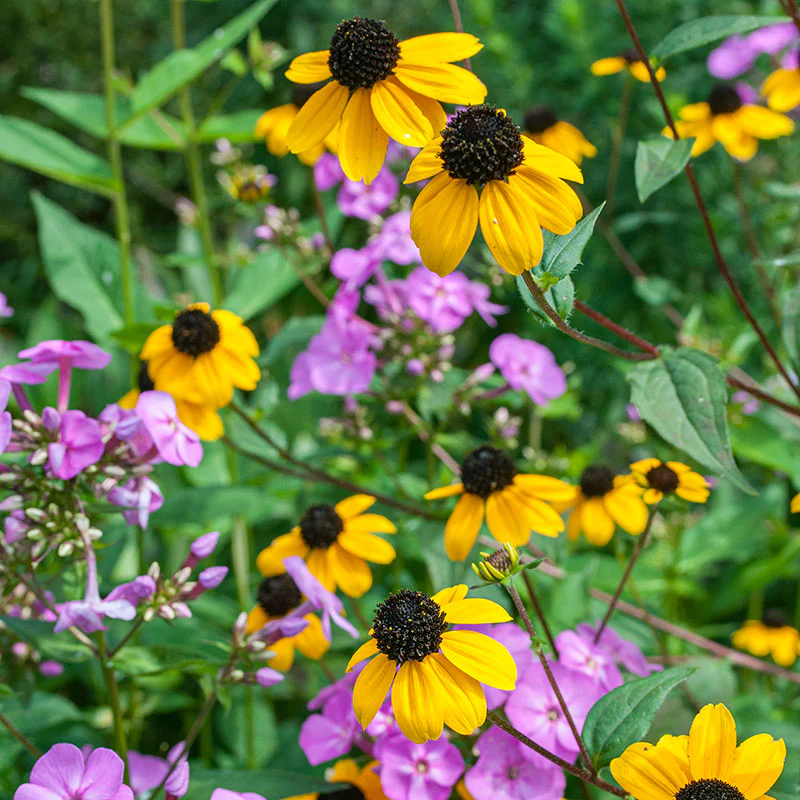 Rudbeckia 'Brown-eyed Susan' - Image 2