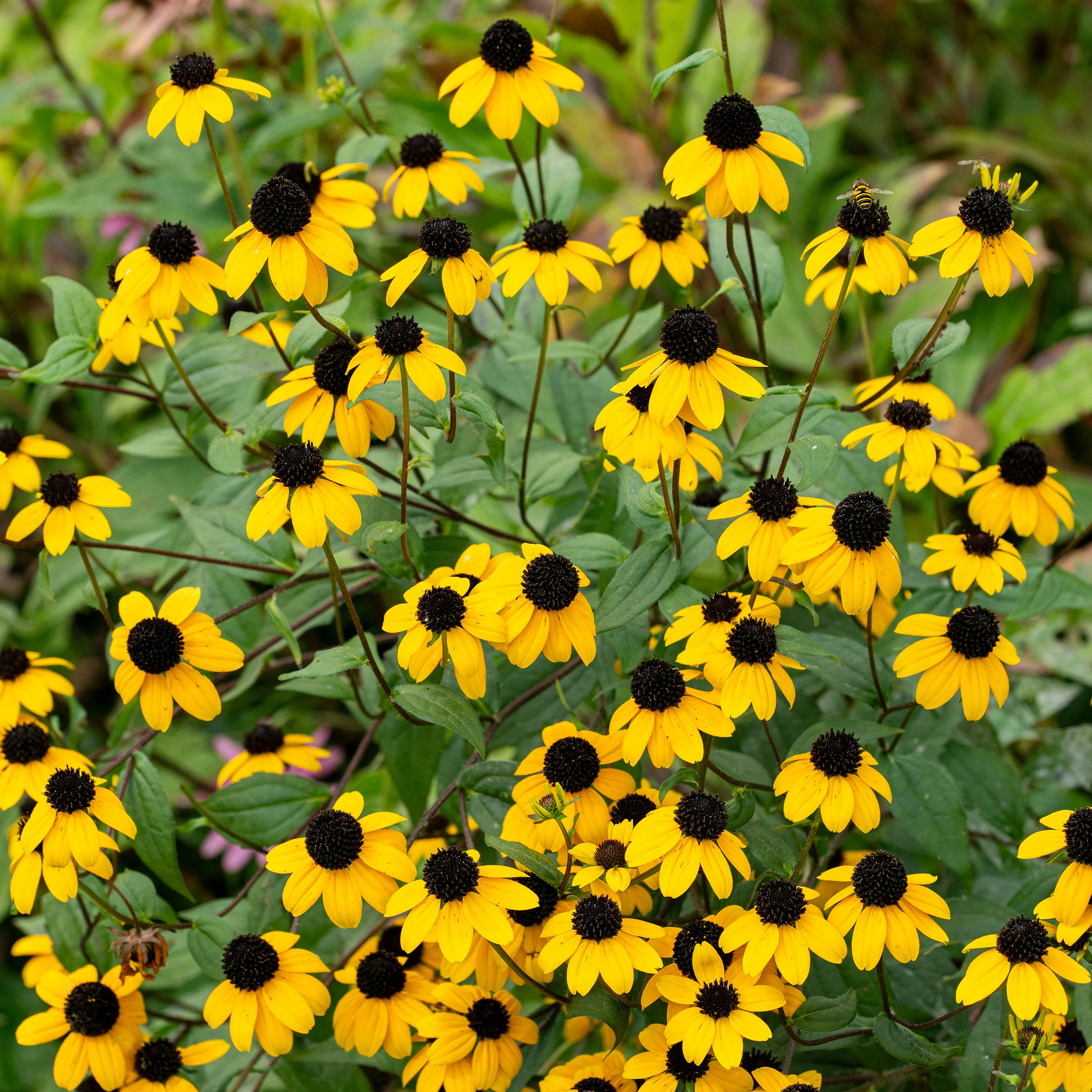 Rudbeckia 'Brown-eyed Susan' - Image 3