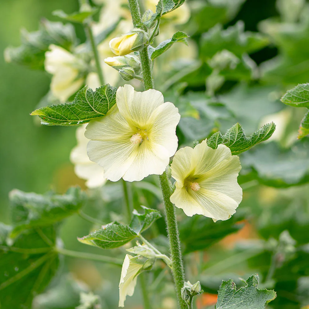 Hollyhock - Rugose - Image 3
