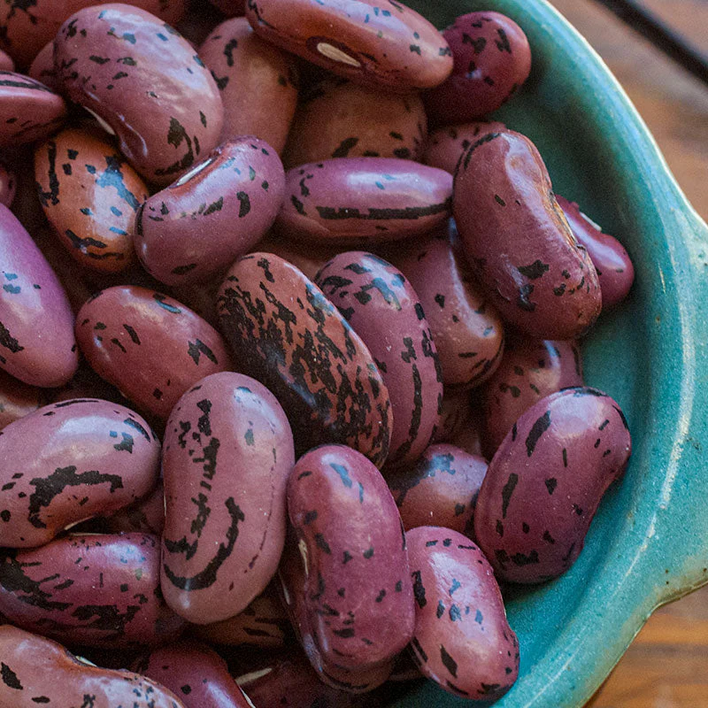 Runner Bean 'Scarlet' - Image 2