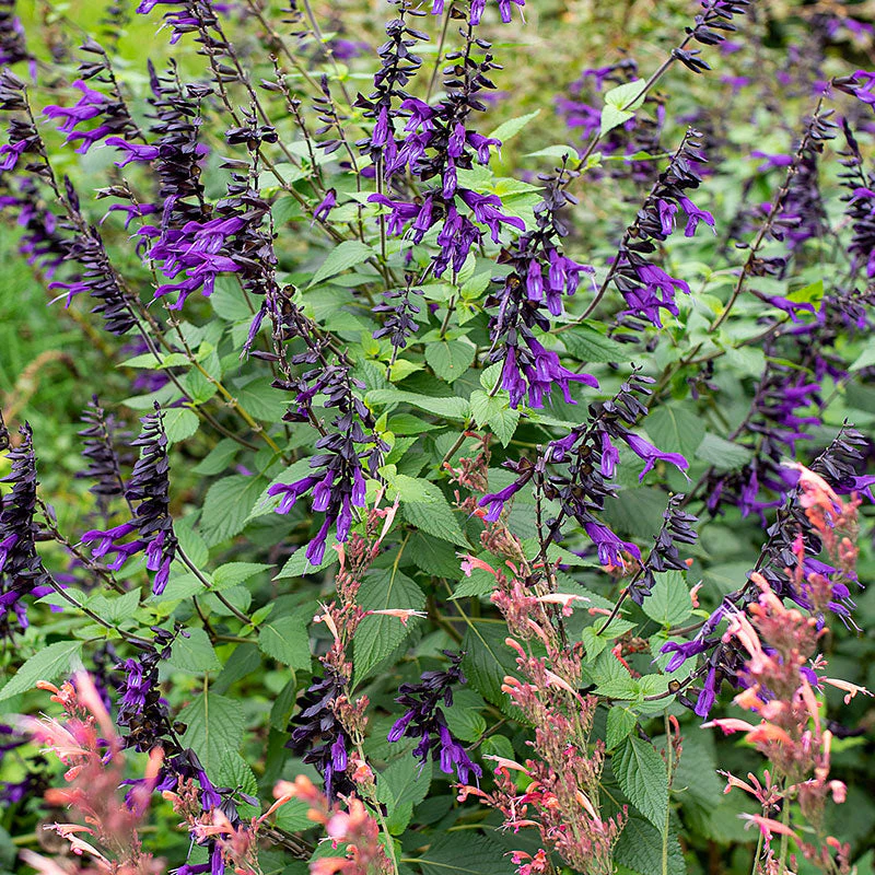 Salvia 'Amistad' - S1 - Image 3