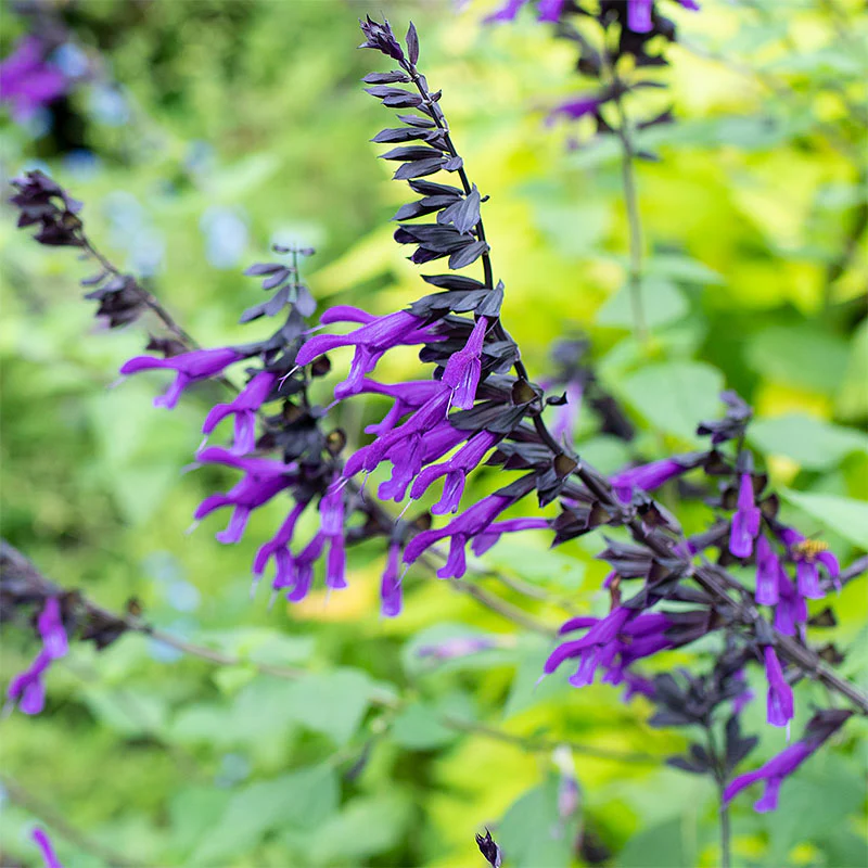 Salvia 'Amistad' - S1 - Image 4