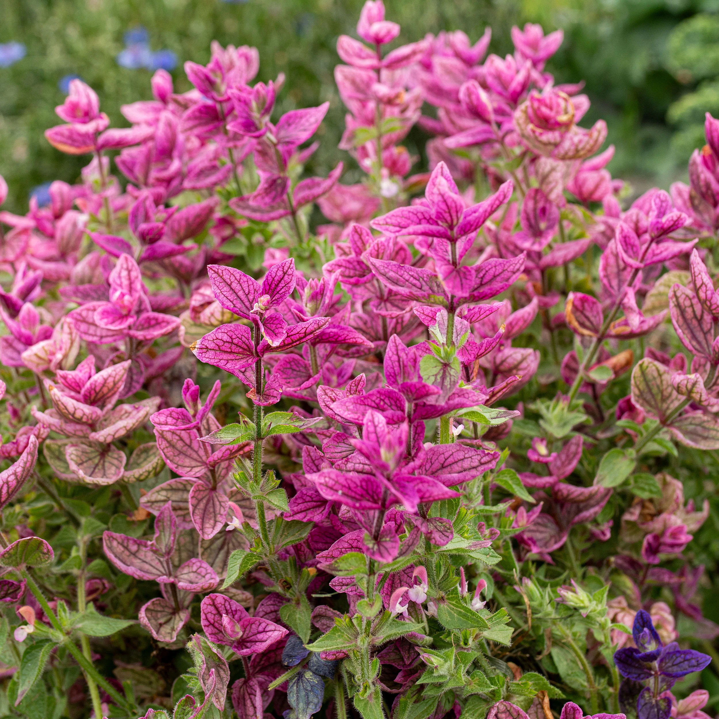 Salvia - Annual Clary 'Rose' - Image 2