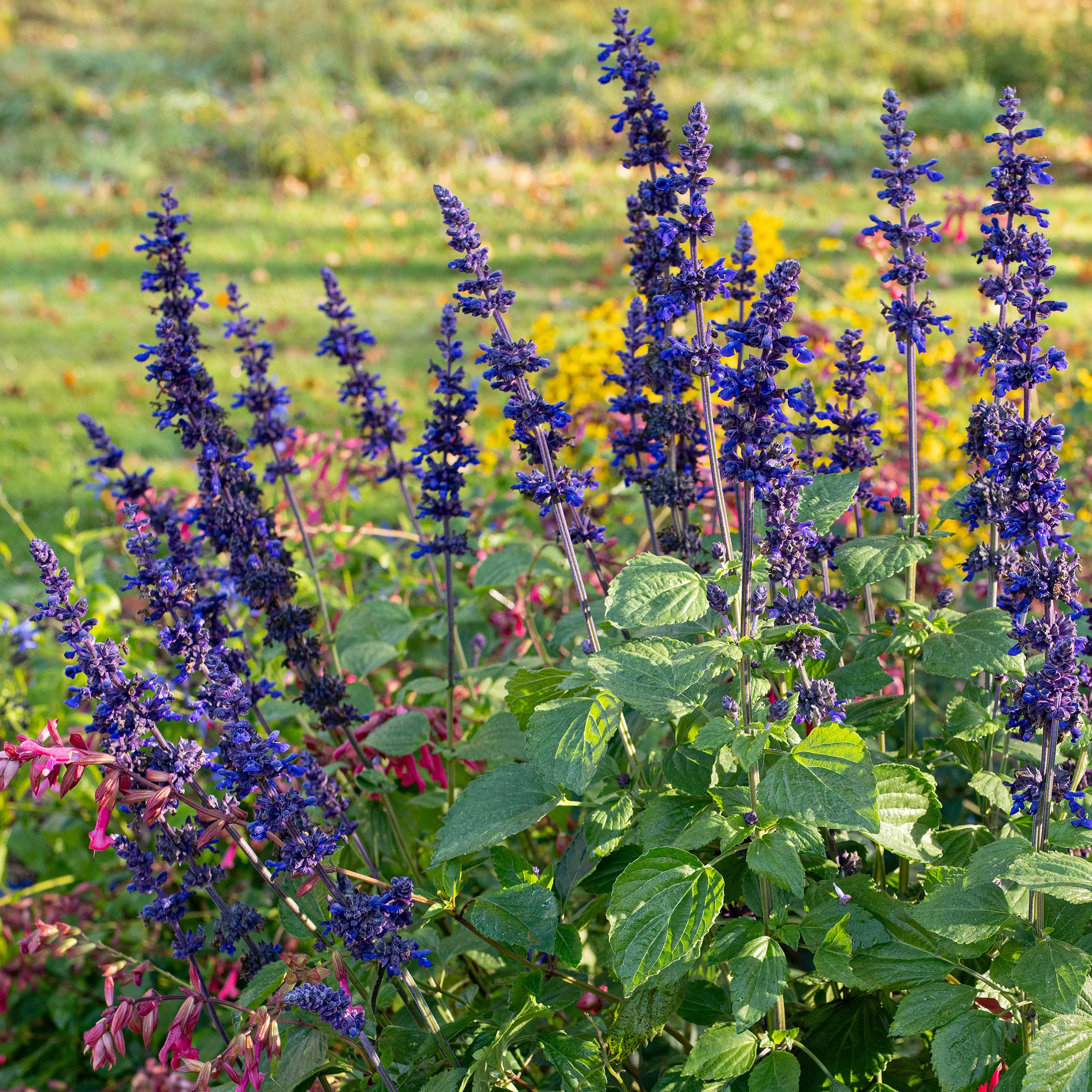 Salvia 'Big Blue' - Image 2