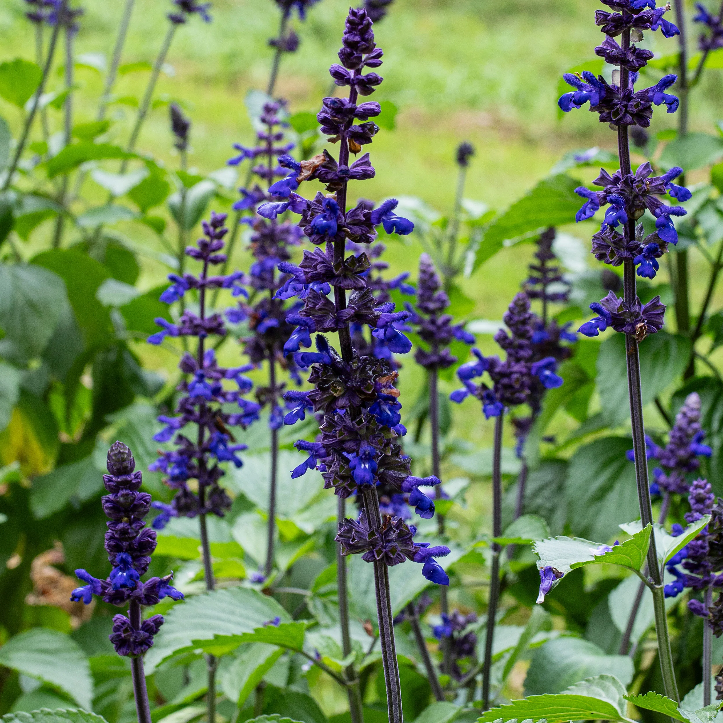 Salvia 'Big Blue' - S1 - Image 2