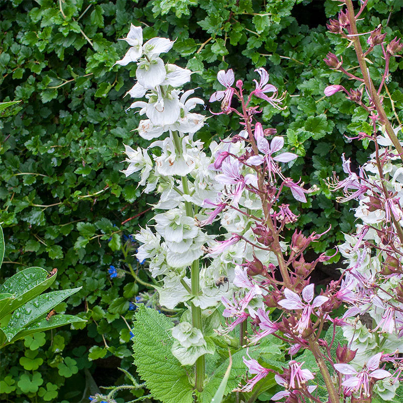 Salvia - Clary Sage 'Vatican White' - Image 2