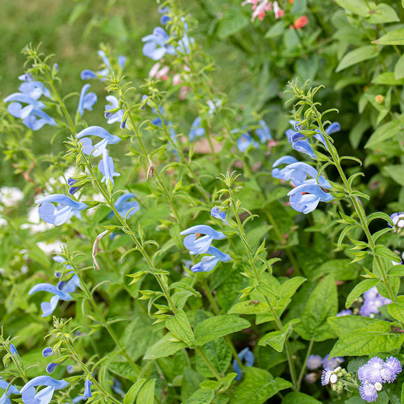 Salvia - Gentian Sage 'Cambridge Blue' - S1 - Image 2