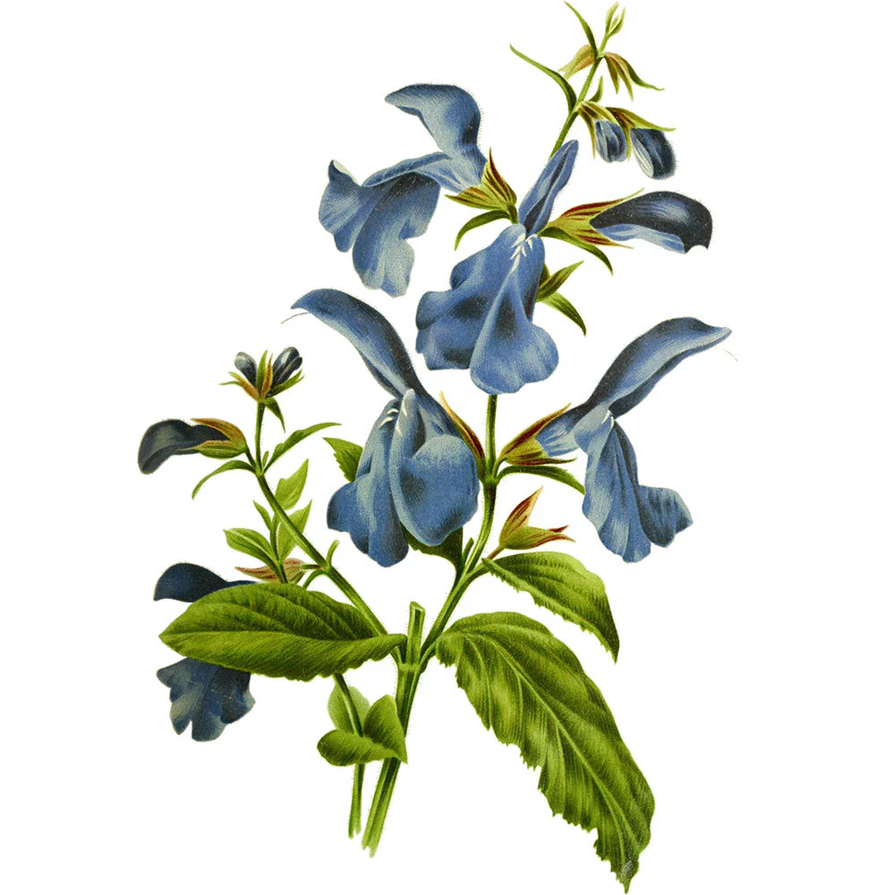 Salvia - Gentian Sage 'Cambridge Blue' - S1 - Image 3