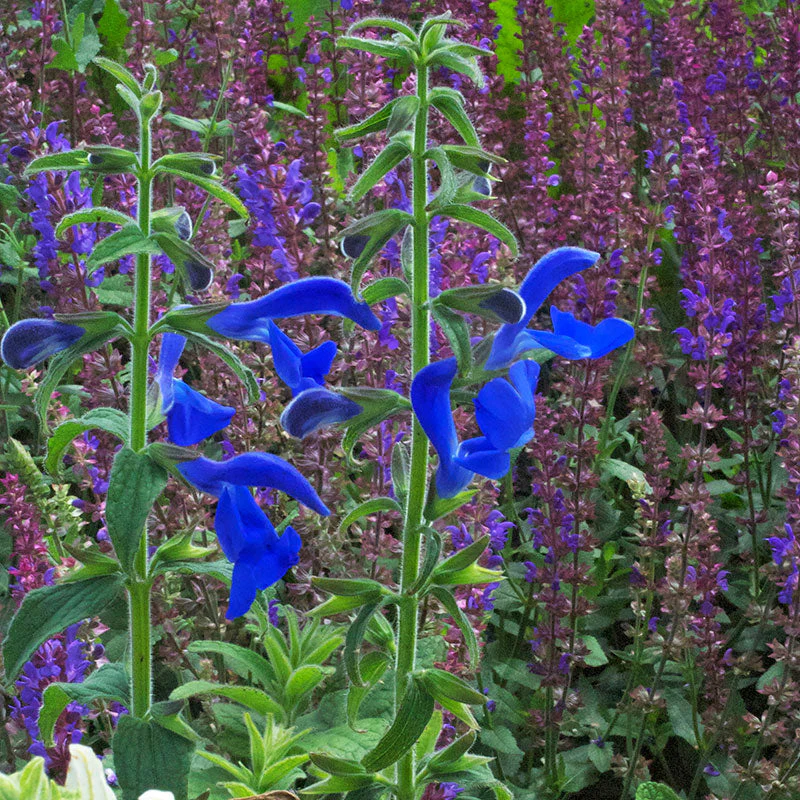 Salvia - Gentian Sage 'Oxford Blue' - Image 2