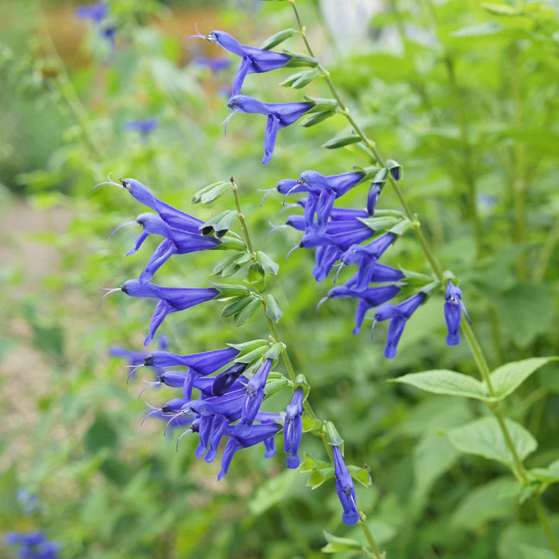 Salvia 'Blue Brazilian Sage' - S1 - Image 3