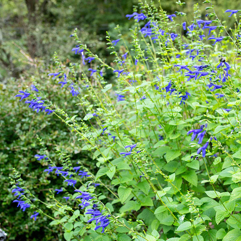 Salvia 'Blue Brazilian Sage' - S1 - Image 4
