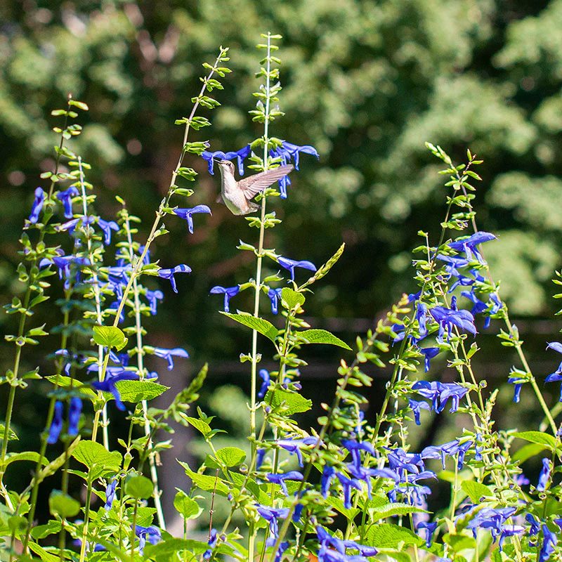 Salvia 'Blue Brazilian Sage' - S1 - Image 5