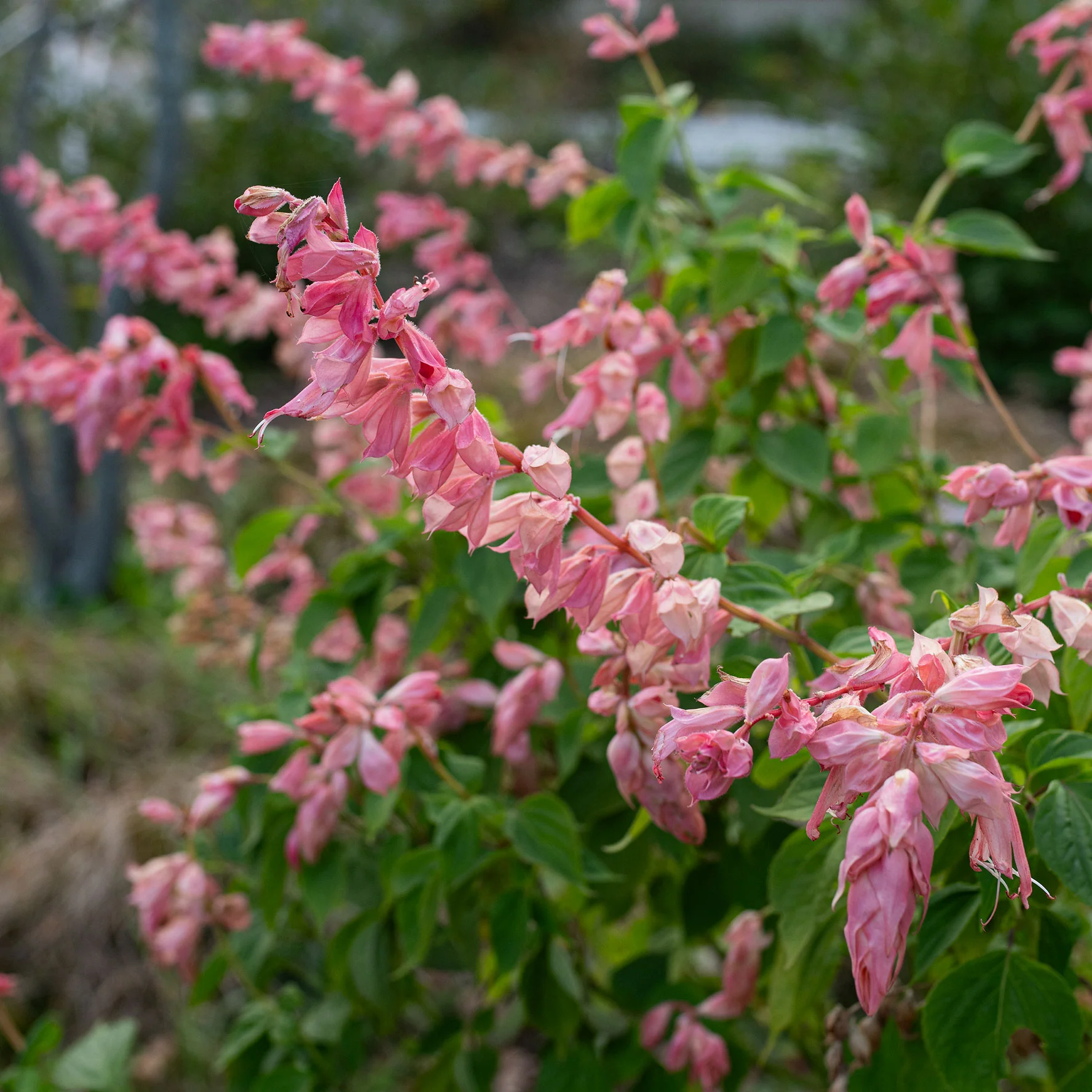 Salvia 'Peachy Pink' - S1 - Image 2