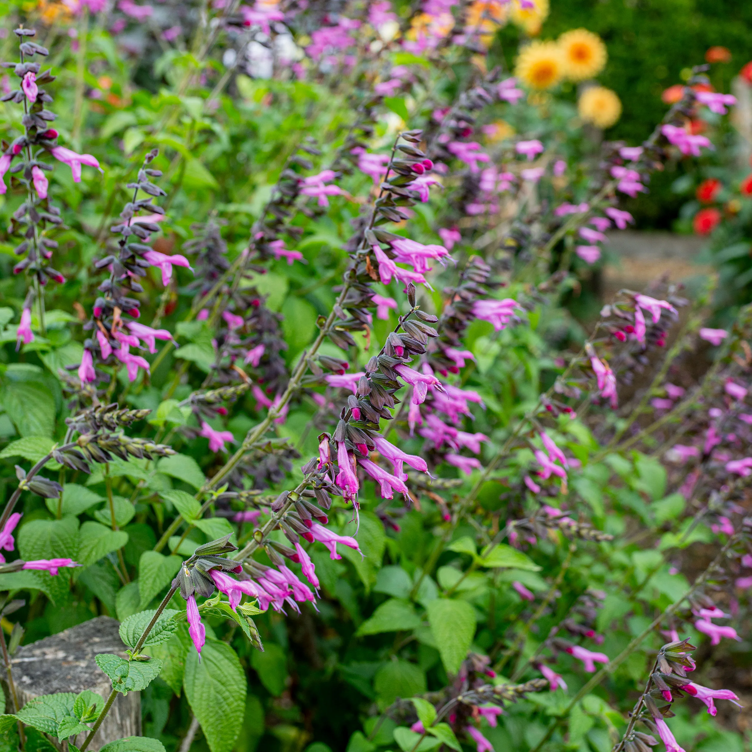Salvia 'Pink Amistad' - S1 - Image 2