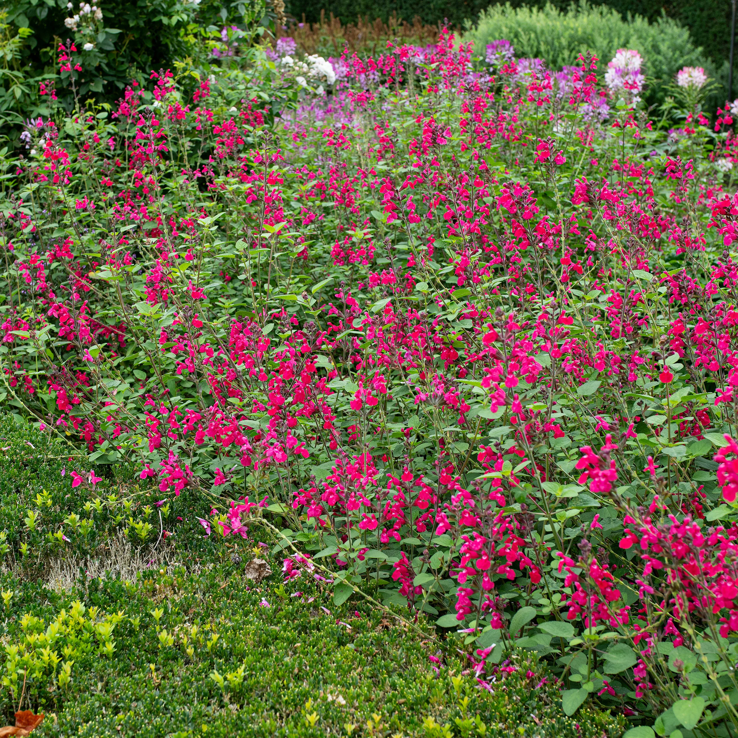 Salvia 'Pink Pong' - S1 - Image 2