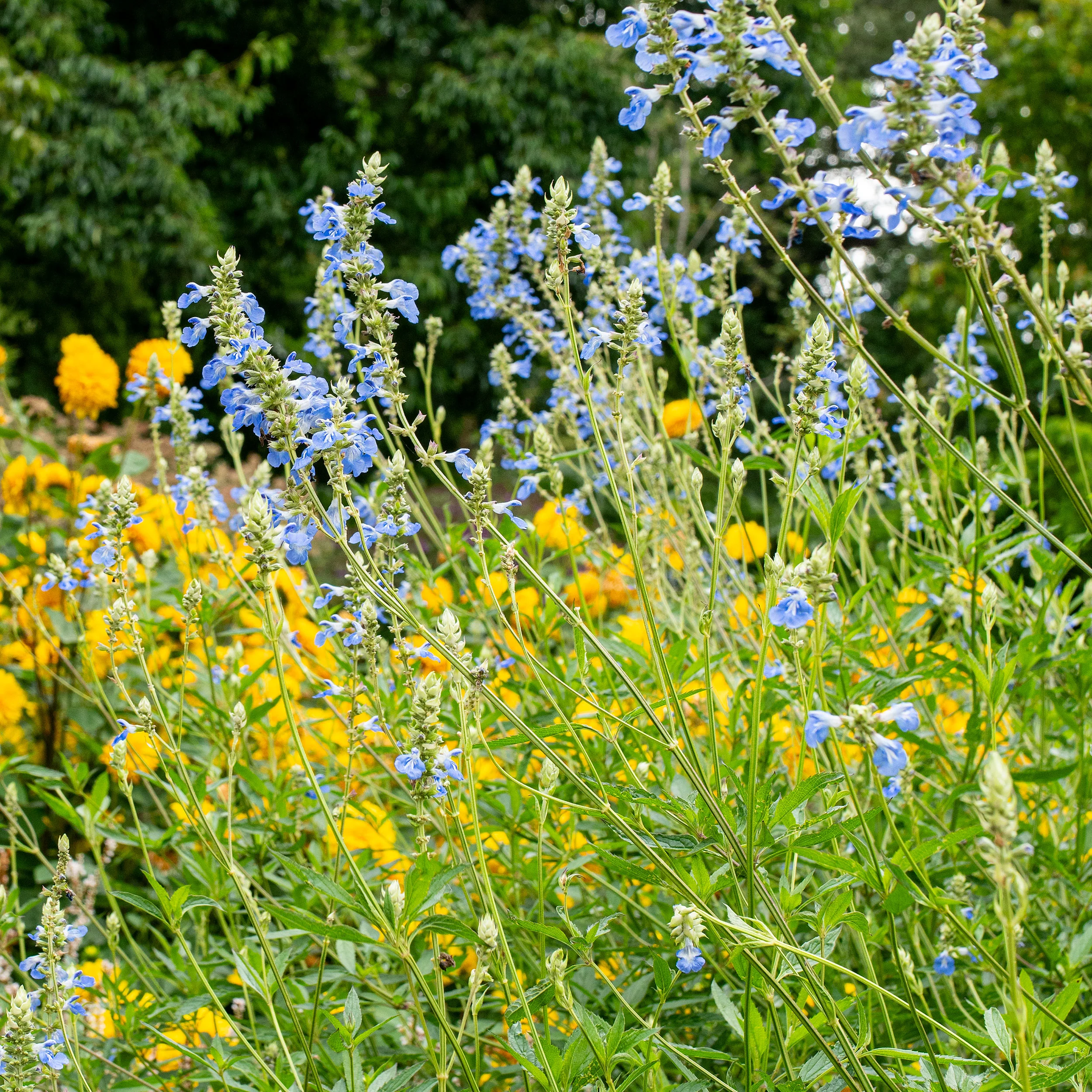 Salvia - Bog Sage - S1 - Image 2