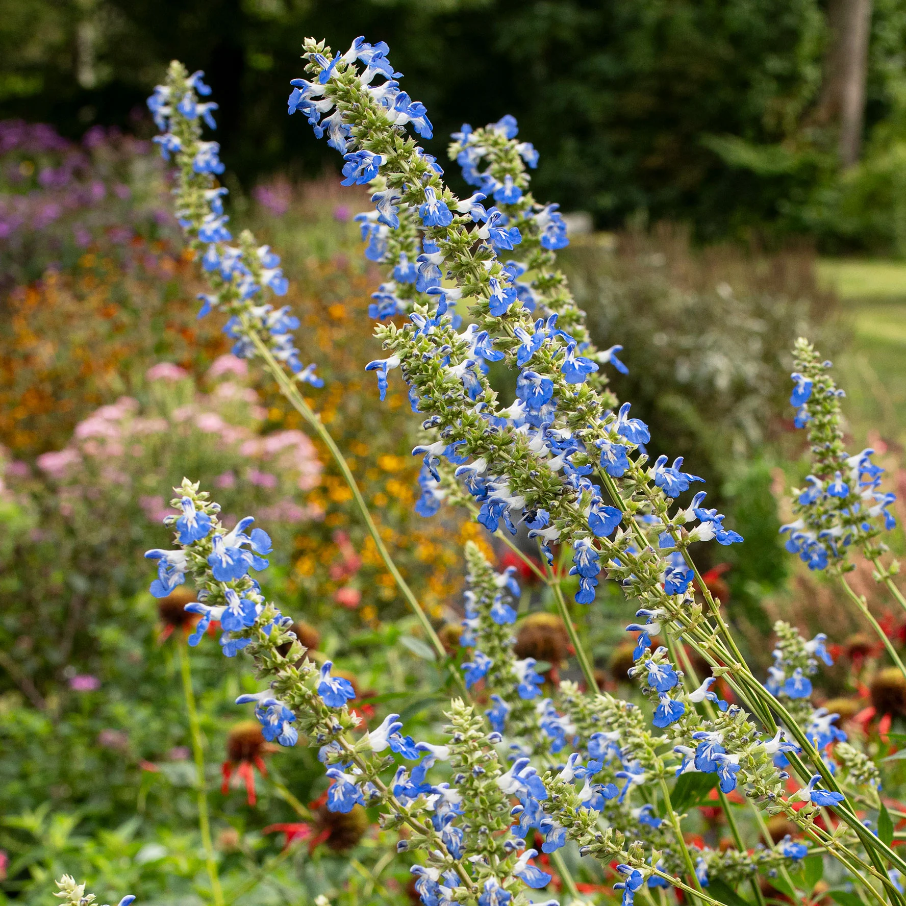 Salvia - Bog Sage - S1 - Image 3