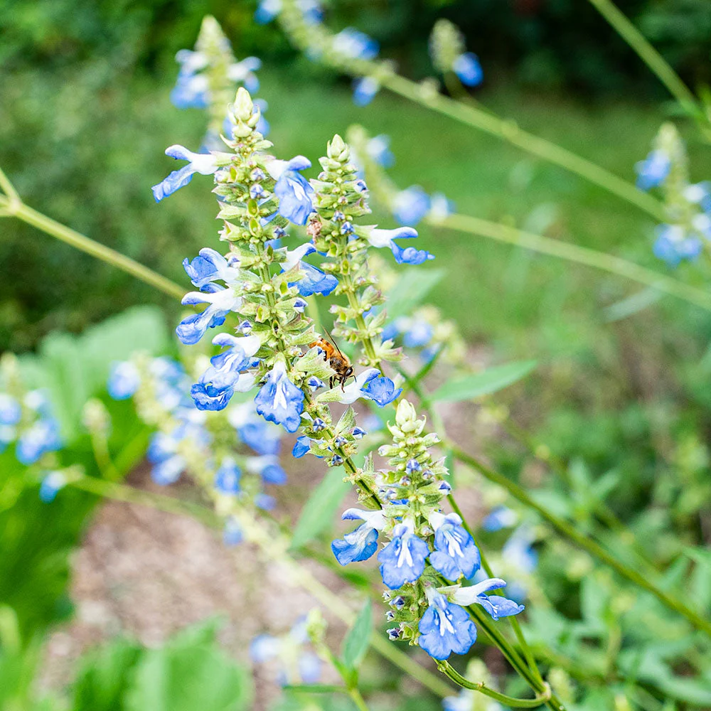 Salvia - Bog Sage - S1 - Image 4