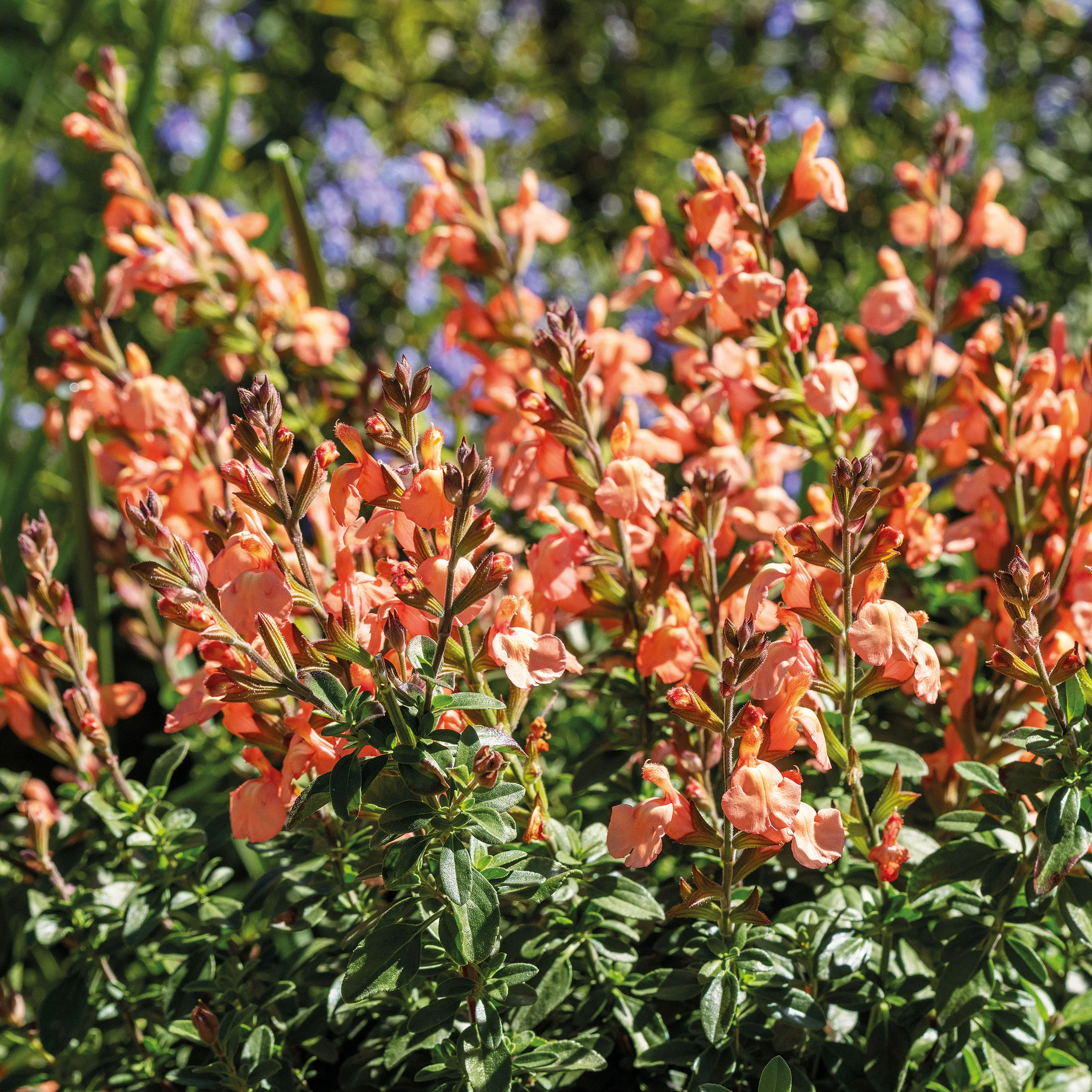 Salvia VIBE® 'Ignition Orange' - S1 - Image 2