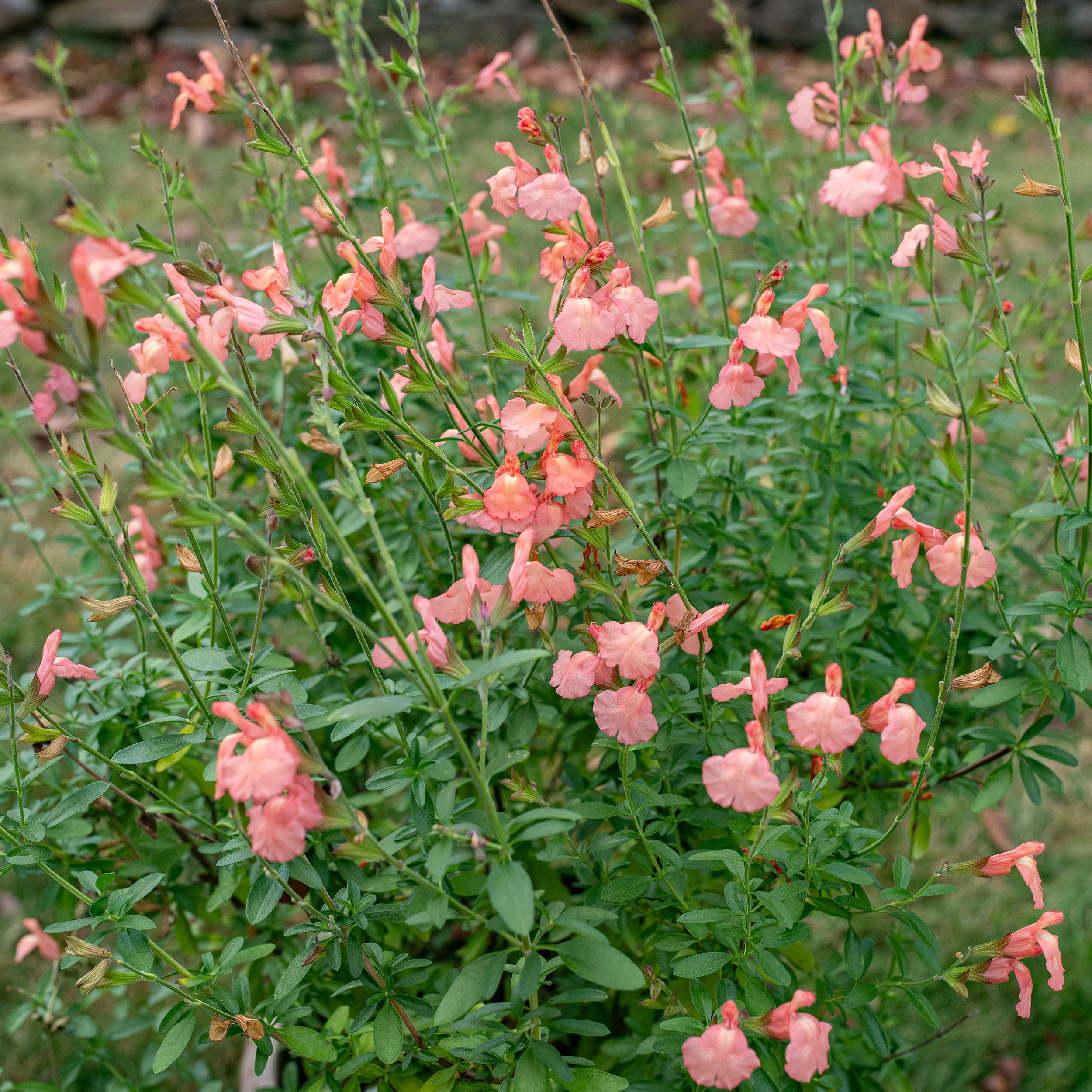 Salvia VIBE® 'Ignition Orange' - S1 - Image 3