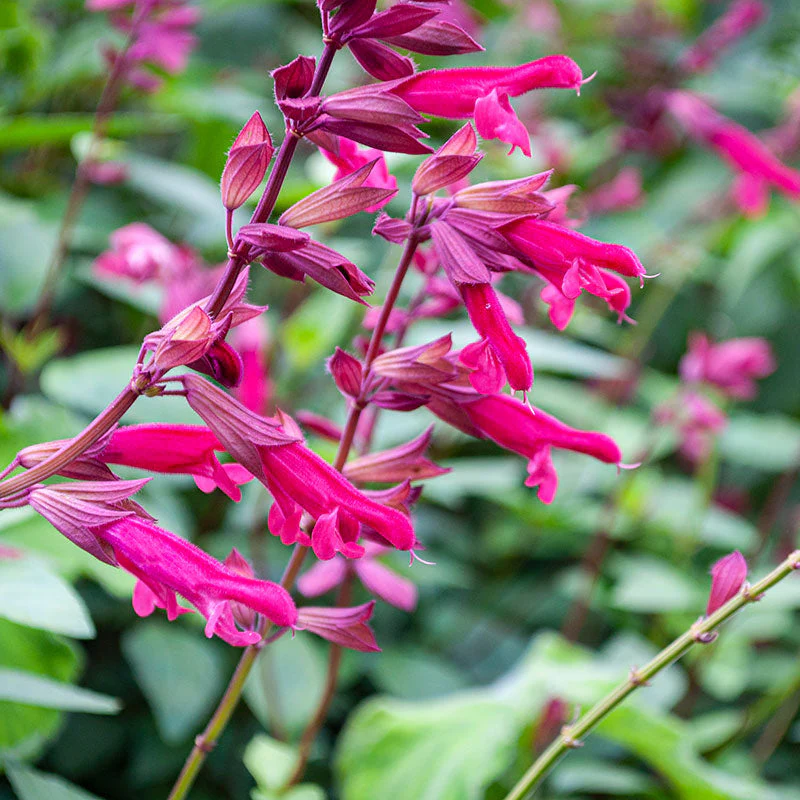 Salvia 'Wendy's Wish' - S1 - Image 2
