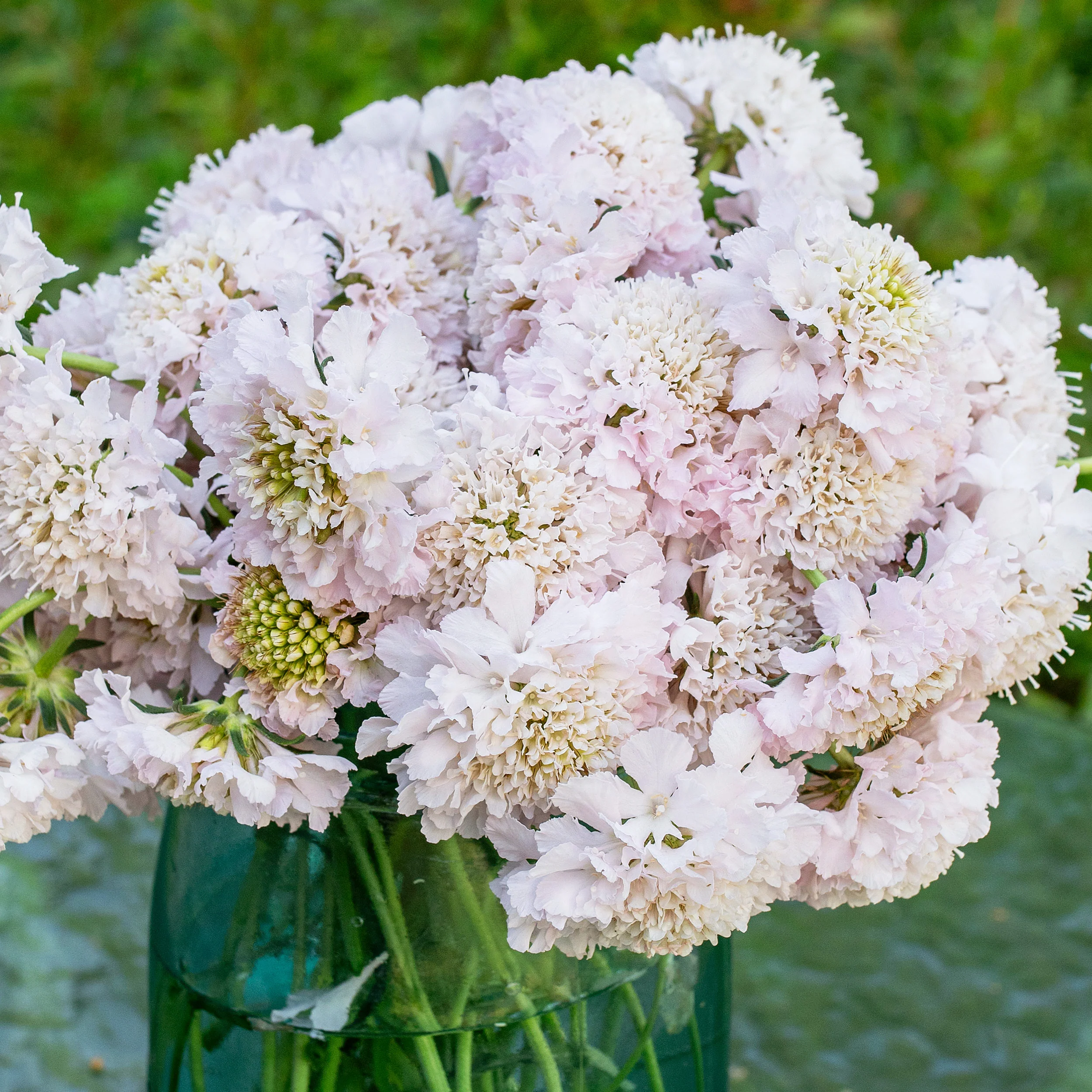 Scabiosa 'BON BON SCOOP™ French Vanilla' - S1 - Image 2