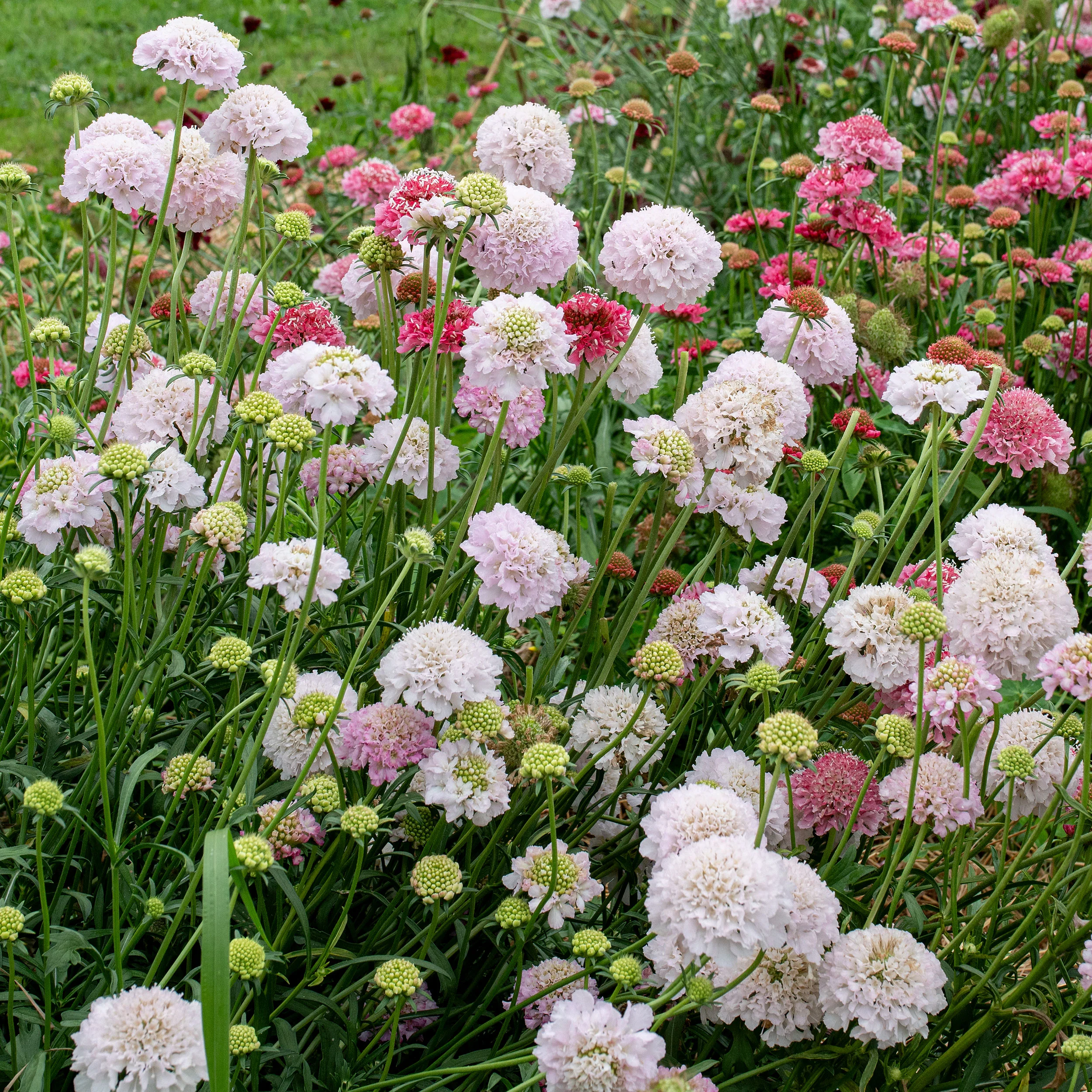Scabiosa 'BON BON SCOOP™ French Vanilla' - S1 - Image 3