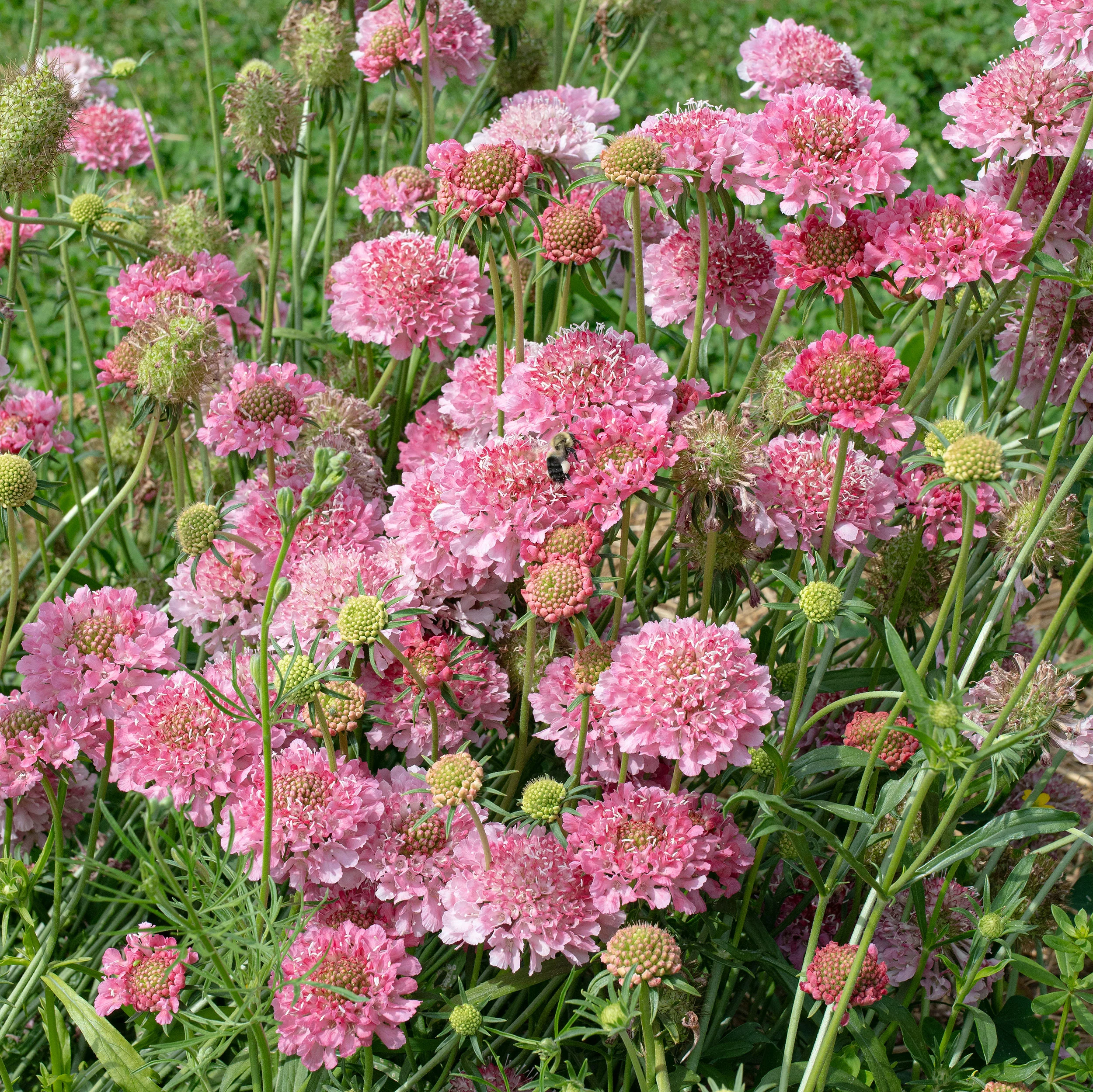 Scabiosa 'BONBON SCOOP™ Punch' - S1 - Image 2