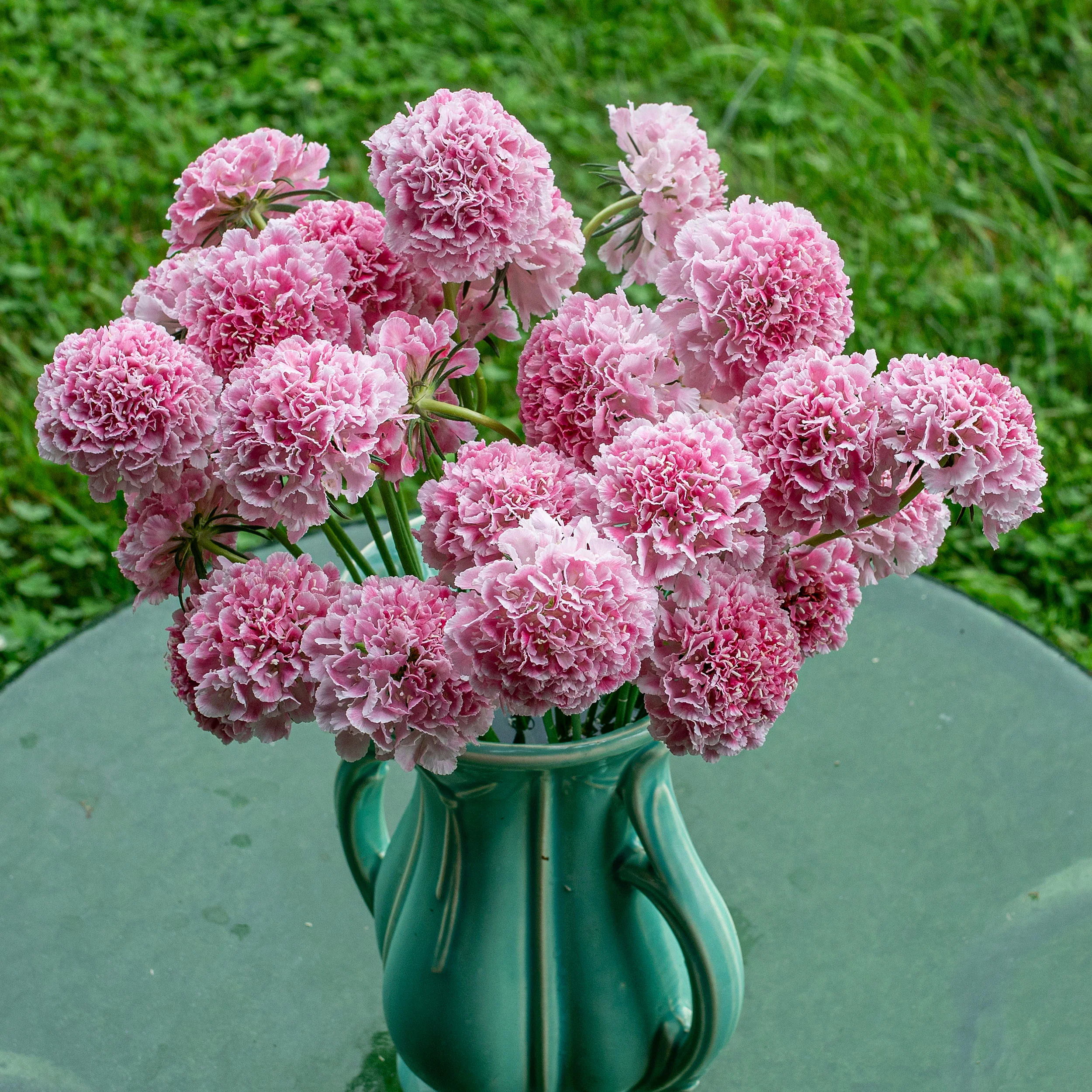 Scabiosa 'BONBON SCOOP™ Punch' - S1 - Image 3