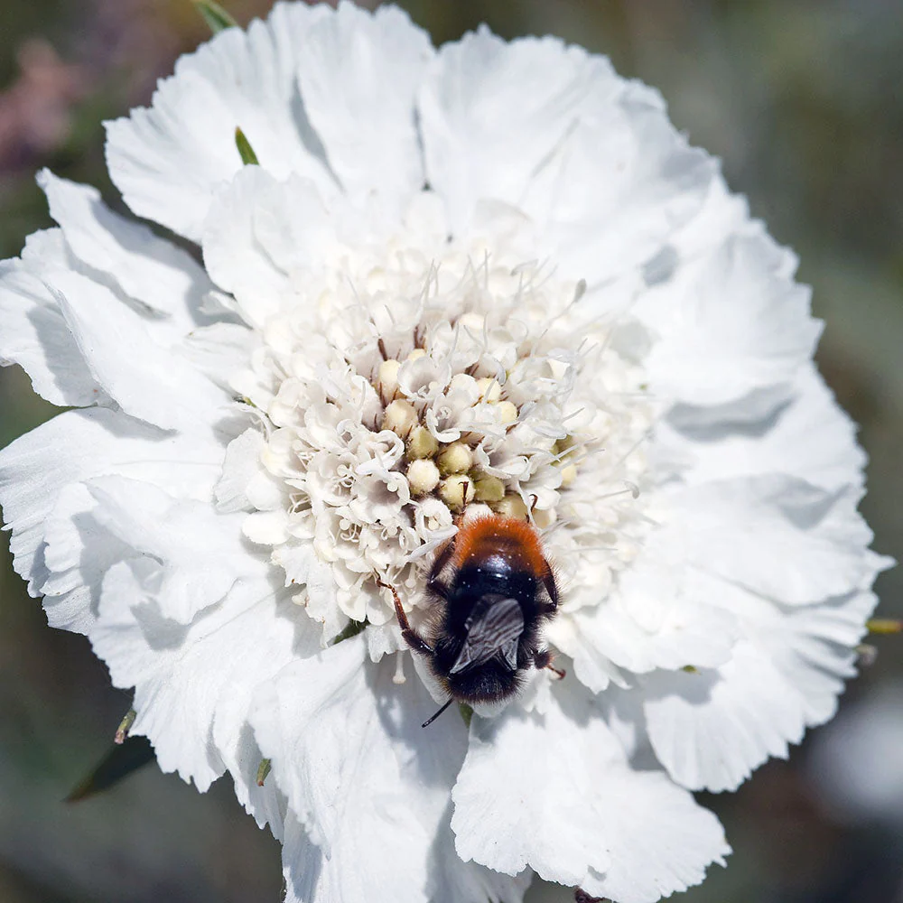 Scabiosa 'Fama White' - Image 2