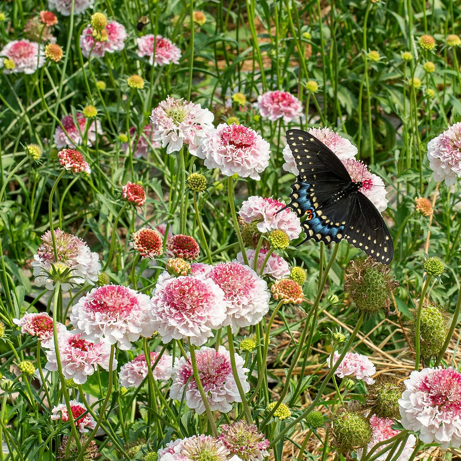 Scabiosa 'HOOP SCOOP™ Strawberry' - S1 - Image 2