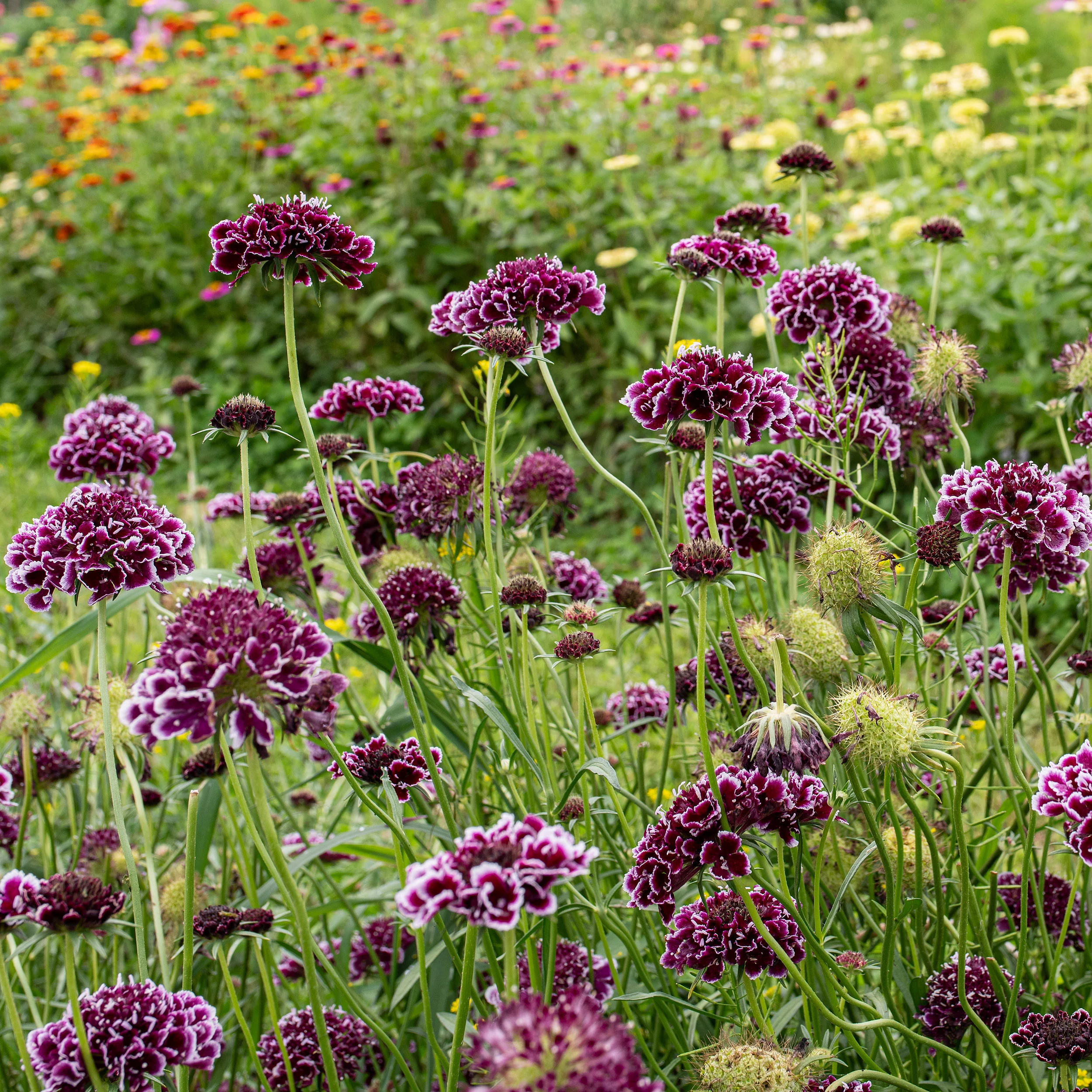 Scabiosa 'FOCAL SCOOP™ Purple Lace' - S1 - Image 2